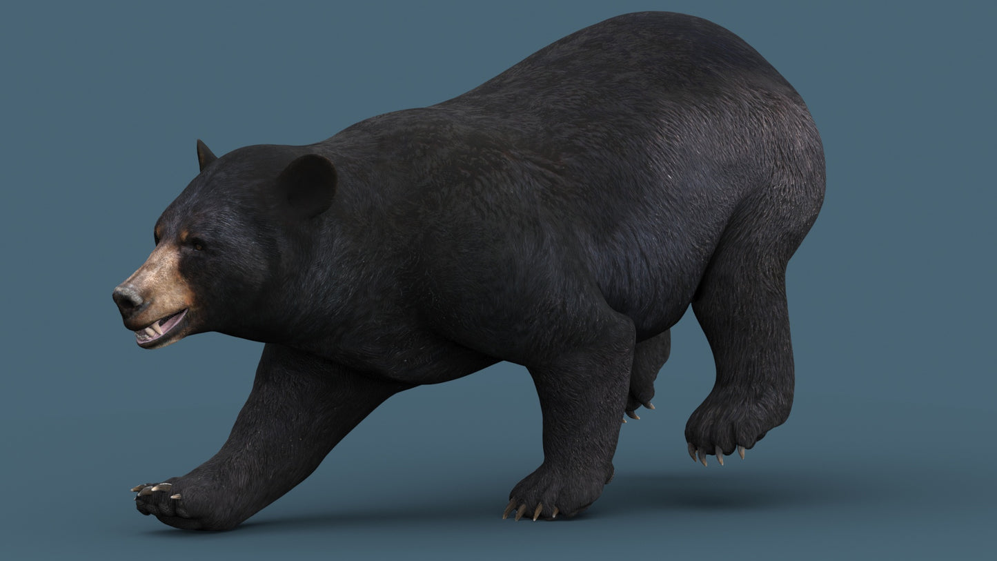 Rigged Black Bear 3D Model