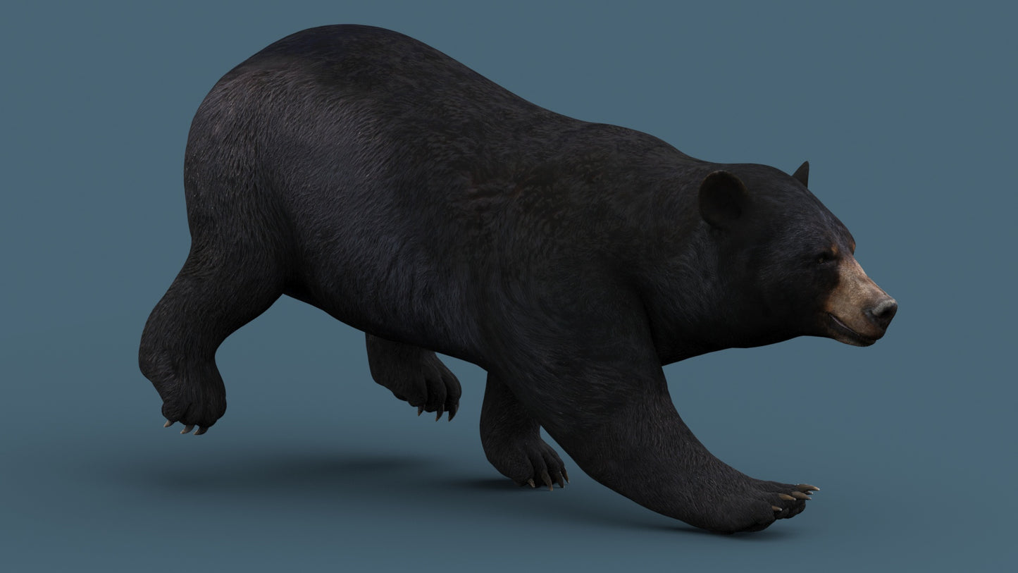 Rigged Black Bear 3D Model
