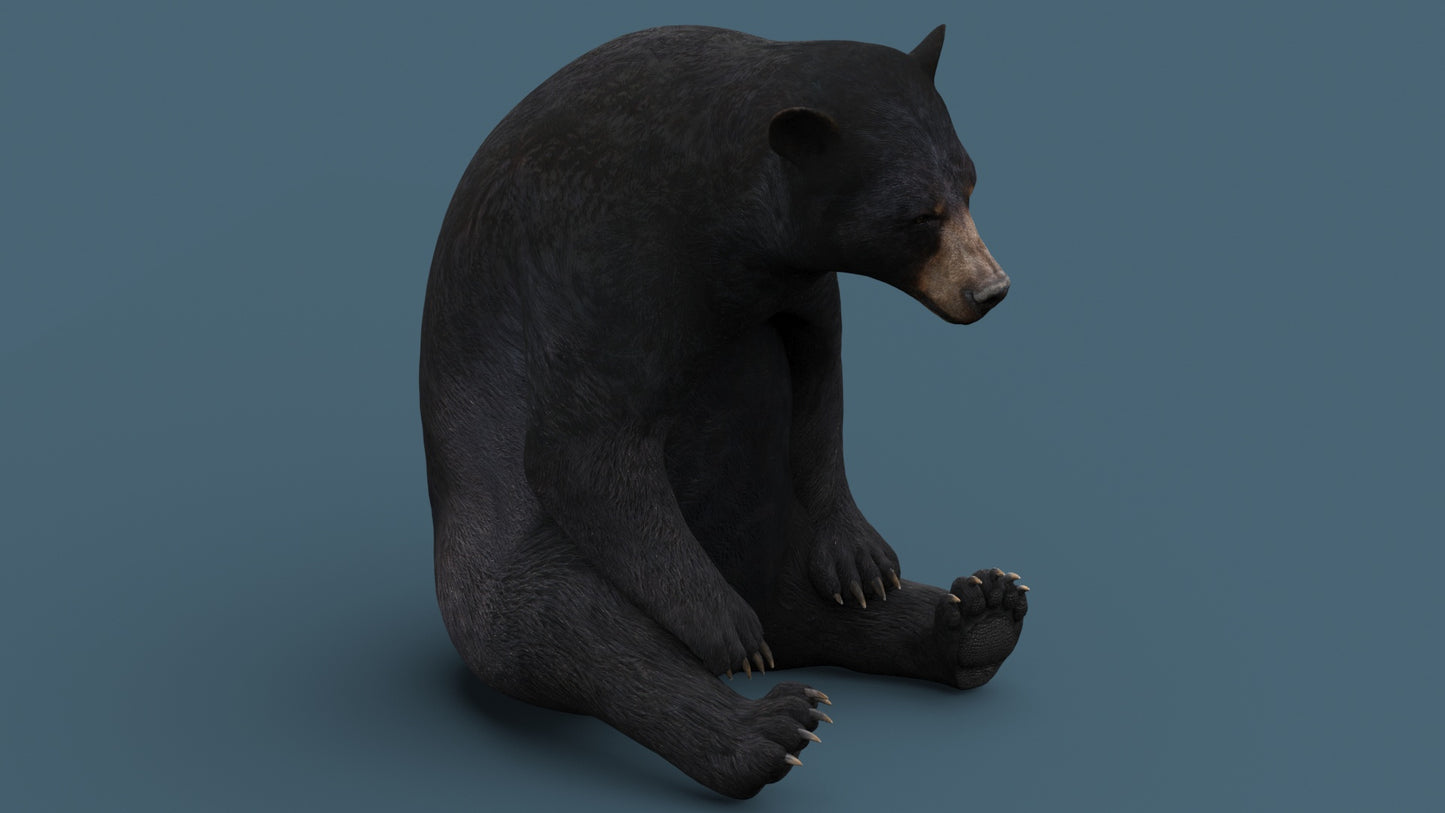 Rigged Black Bear 3D Model