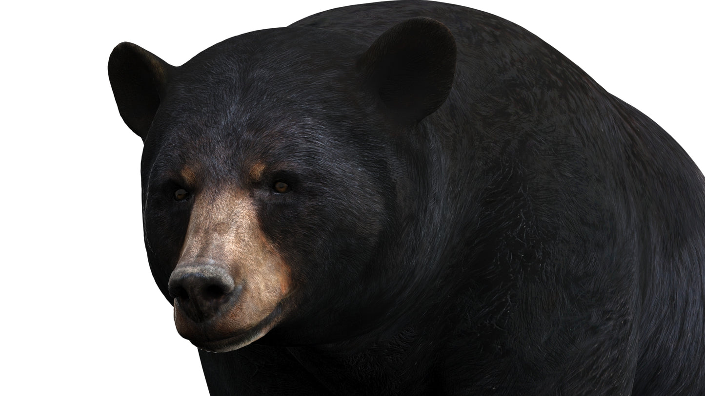 Rigged Black Bear 3D Model