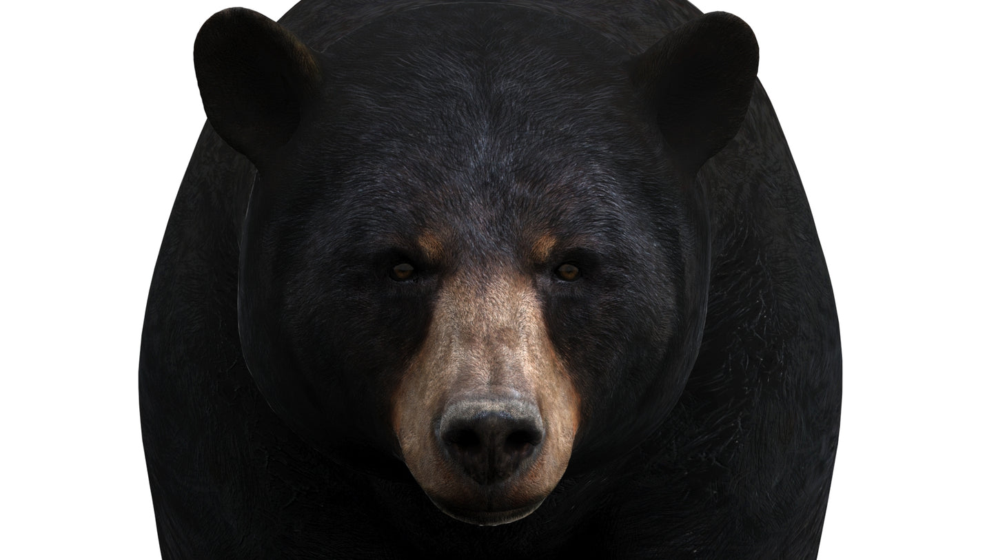 Rigged Black Bear 3D Model
