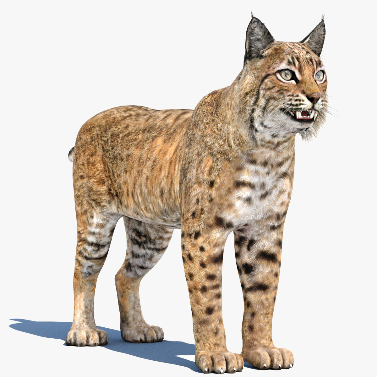 Bobcat 3D Model: Lynx Rufus
