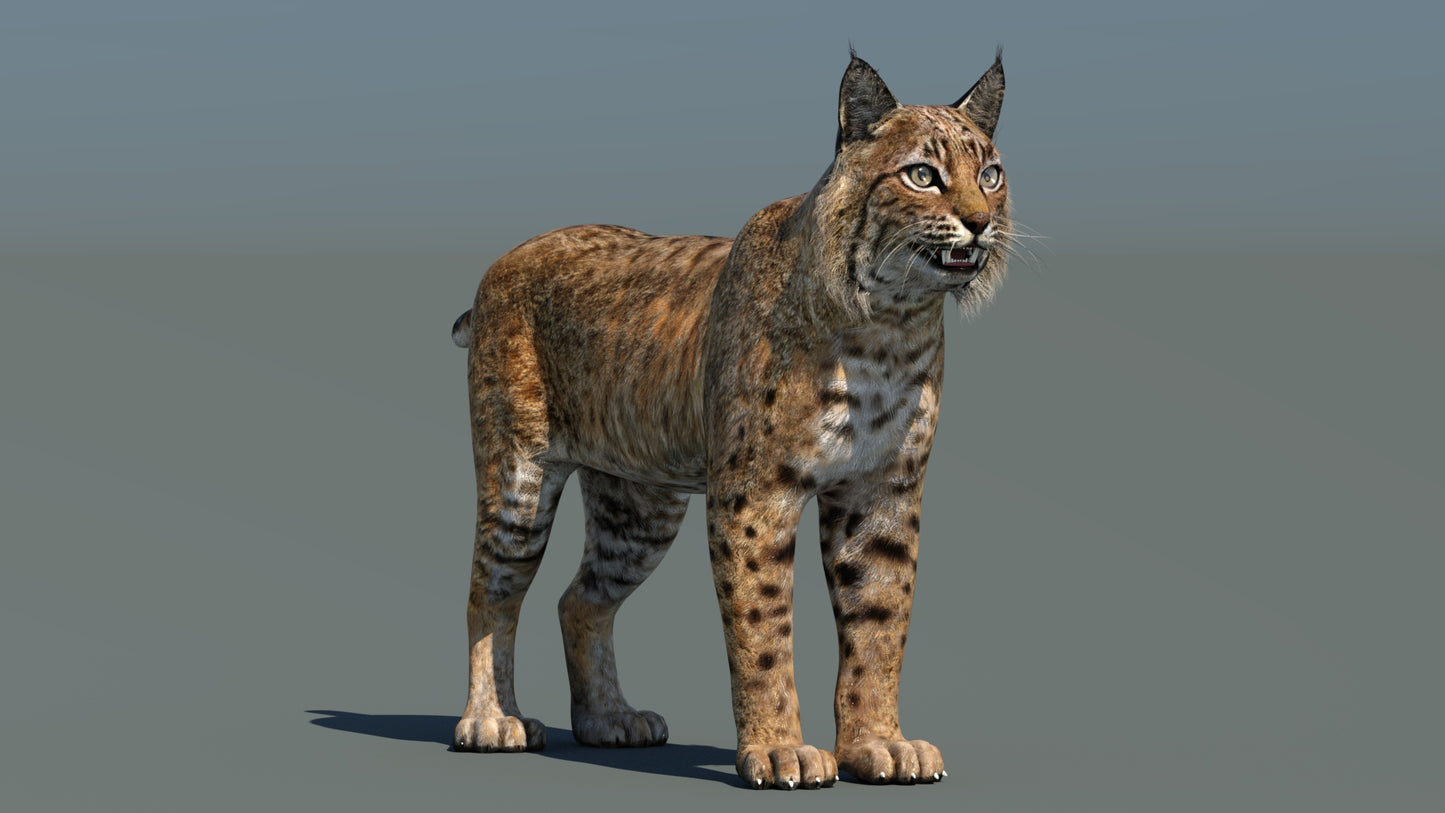 3D model bobcat standing on a plain background