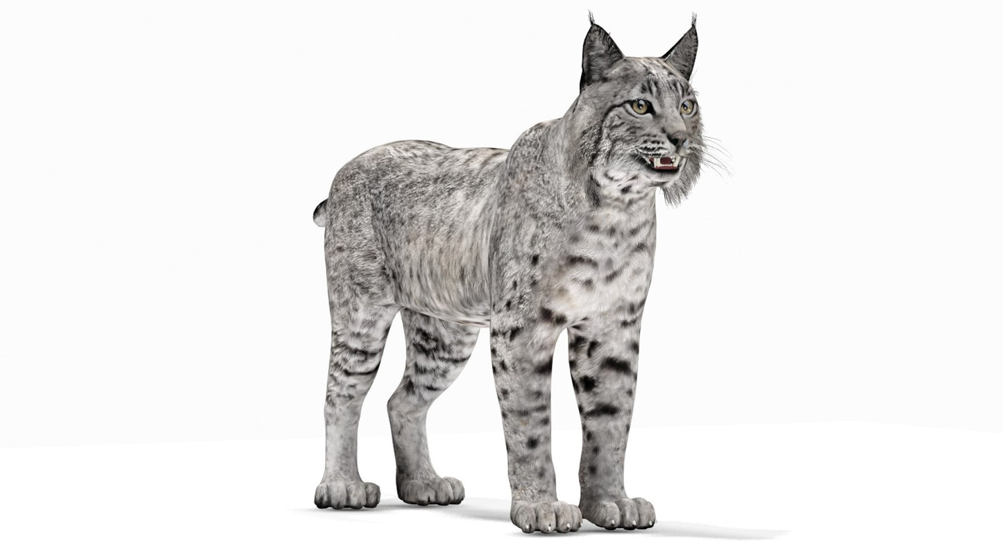 Bobcat 3D Model: Lynx Rufus