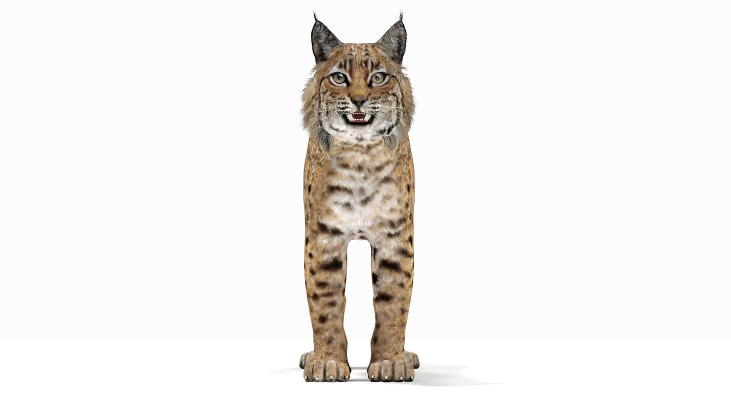 Lynx standing on a white background