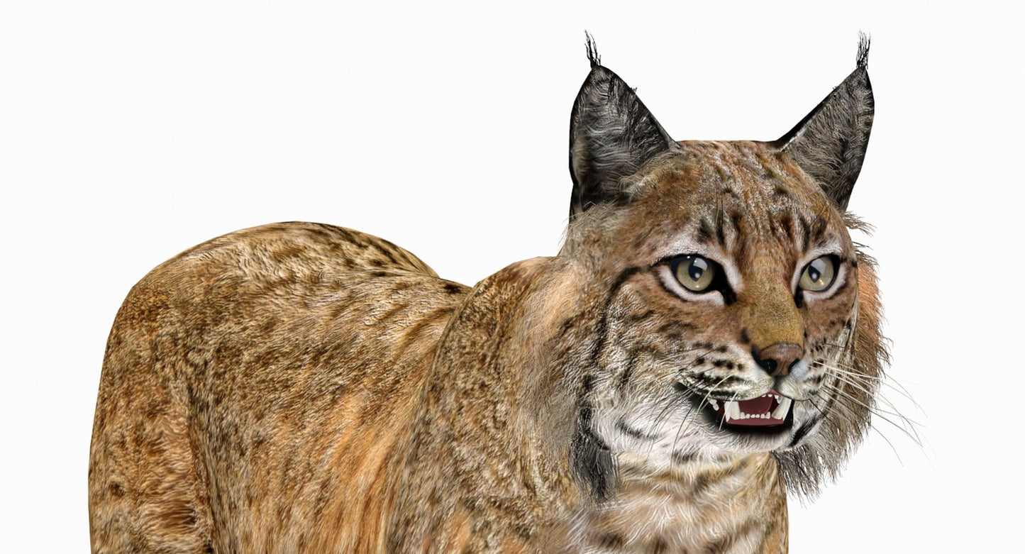 Bobcat 3D Model Head Close Up