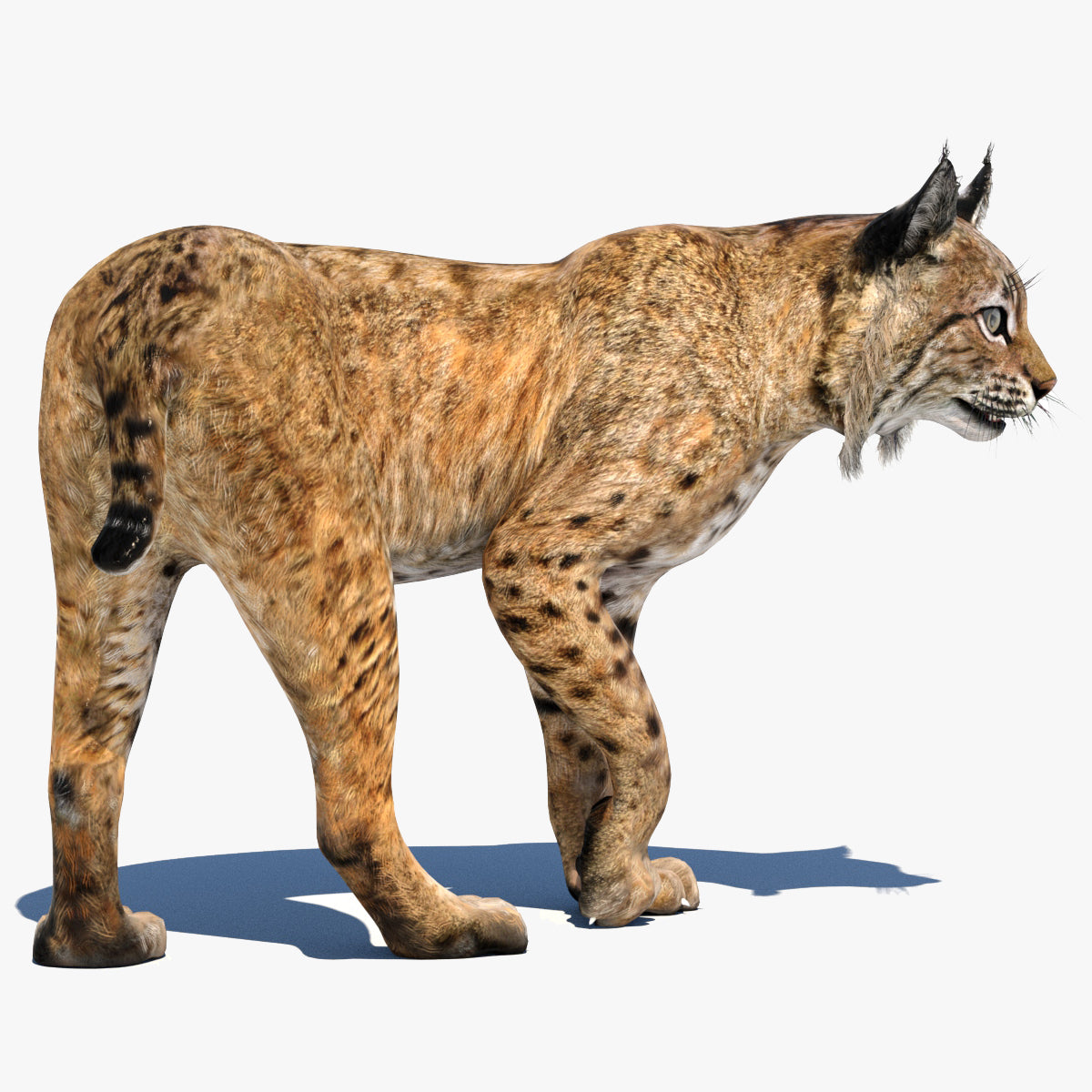 Rigged Bobcat 3D Model