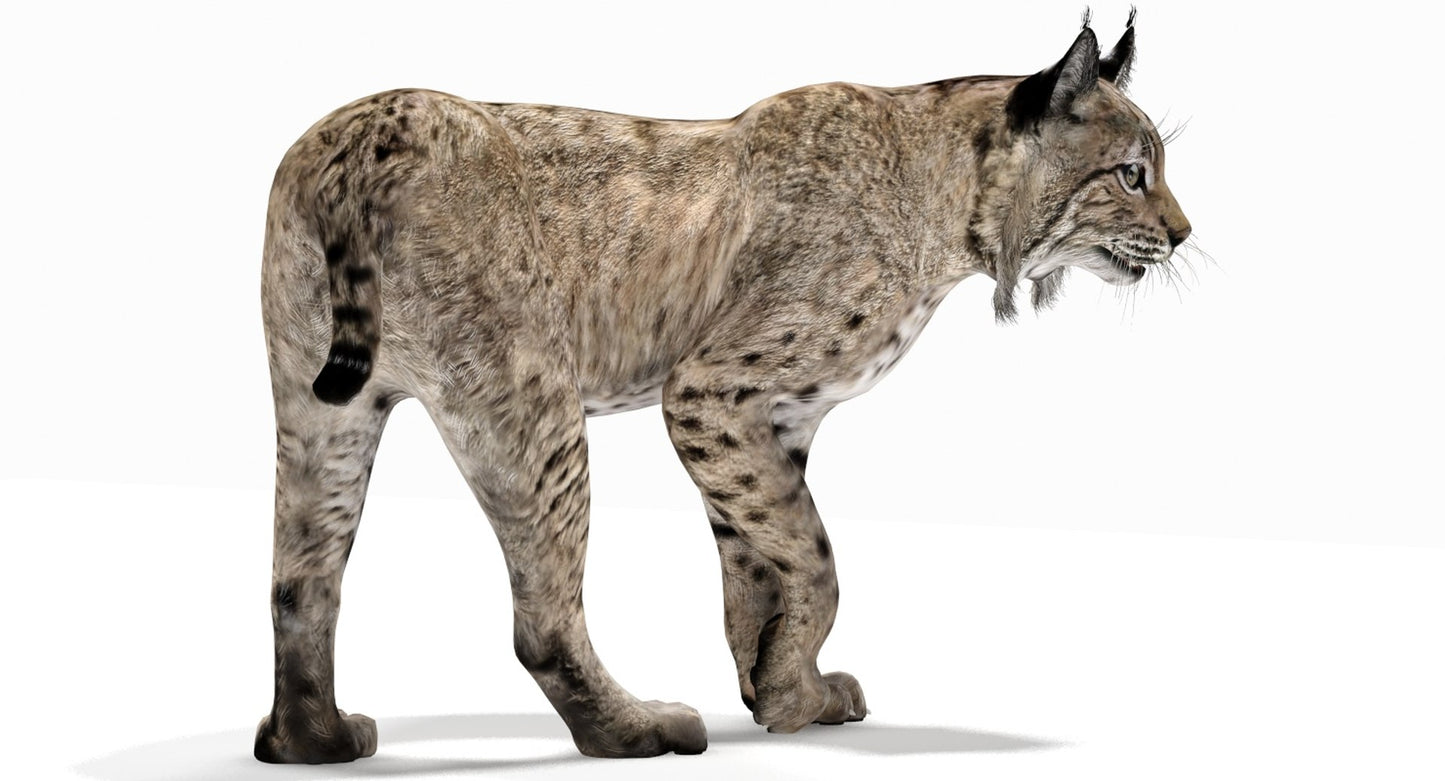 Rigged Bobcat 3D Model