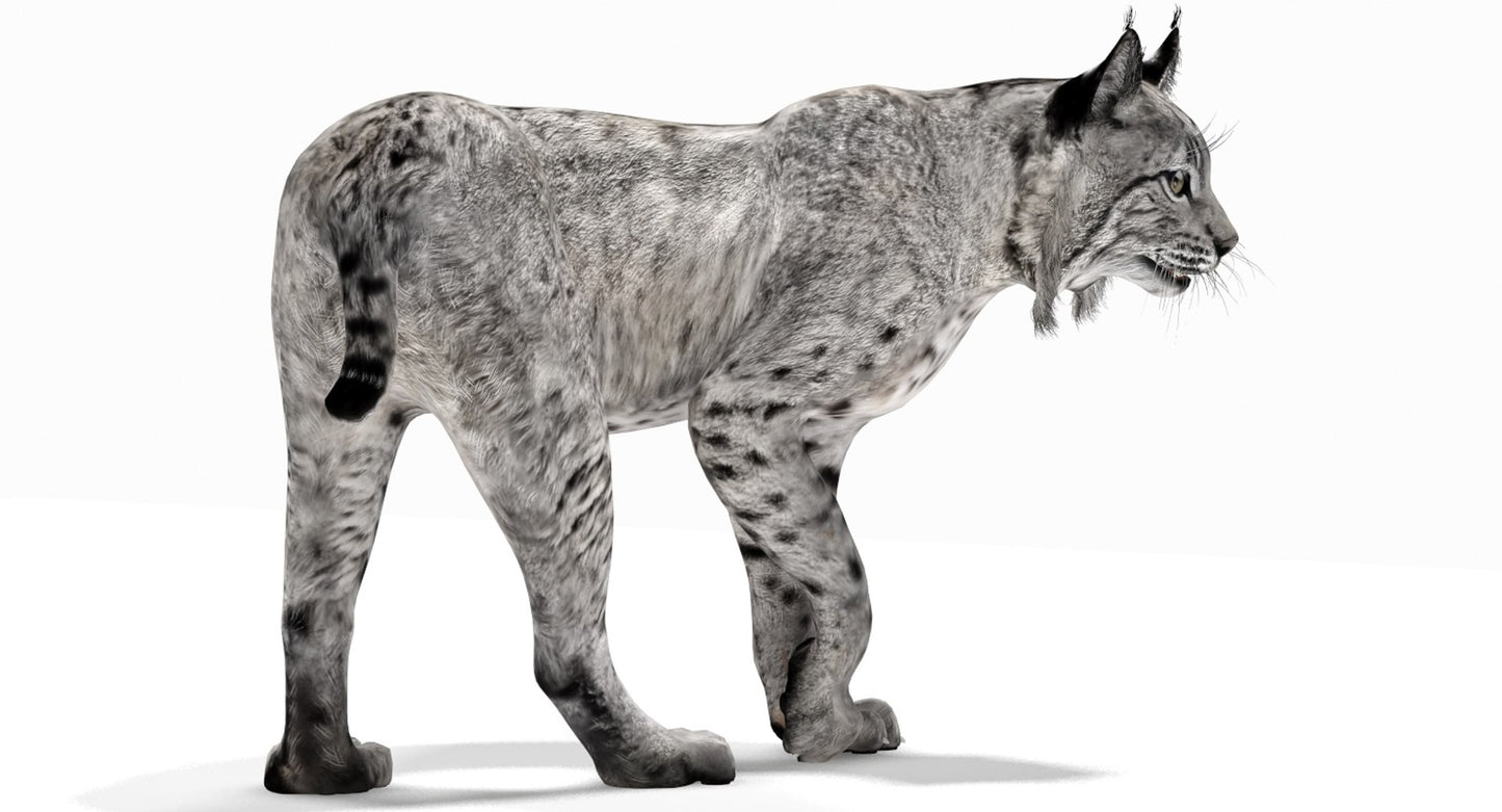 3D rendering of a lynx on a white background