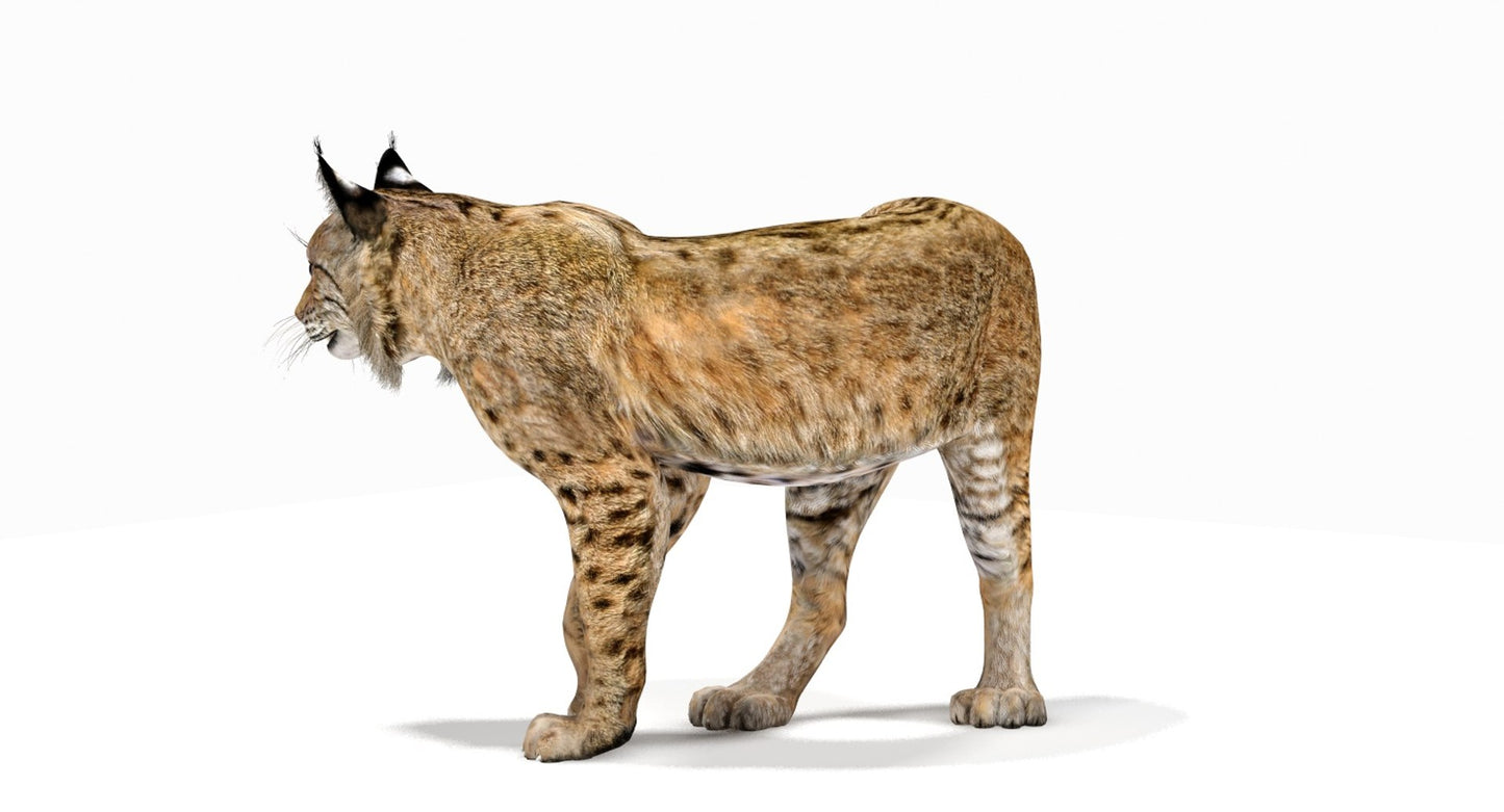 Rigged Bobcat 3D Model
