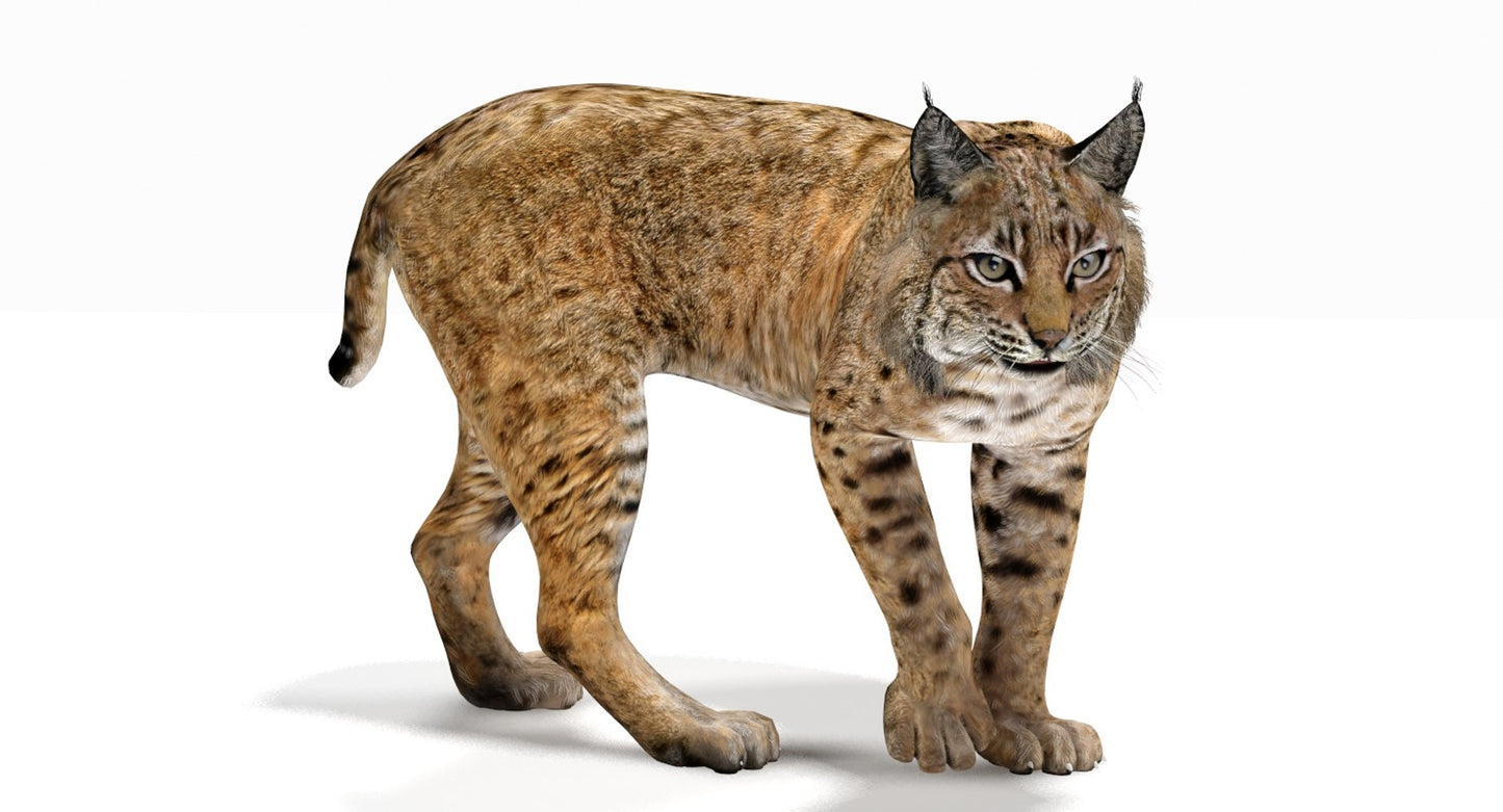 Rigged Bobcat 3D Model