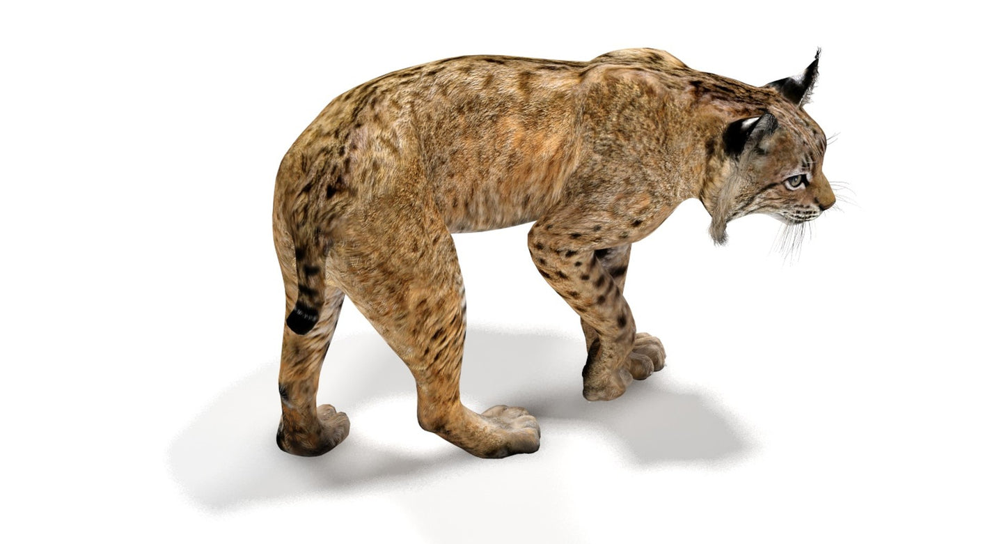 Rigged Bobcat 3D Model