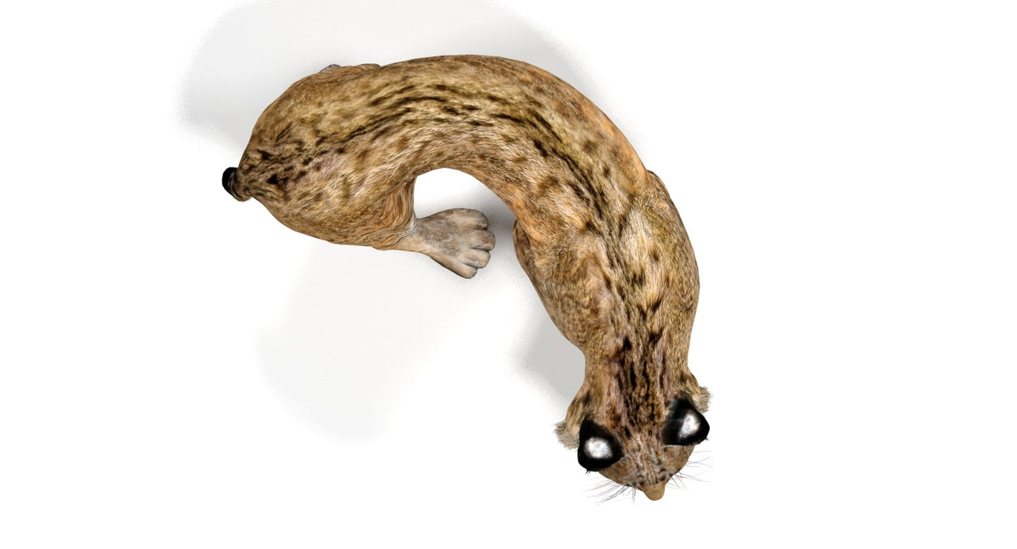 Rigged Bobcat 3d Models top view