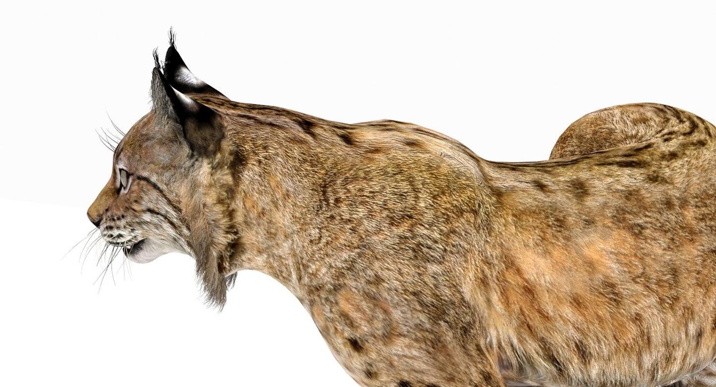 Rigged Bobcat 3d Model Close Up View