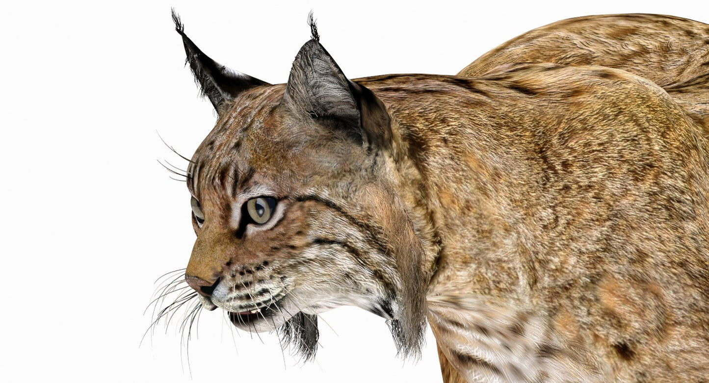Rigged Bobcat 3d Model Close Up View