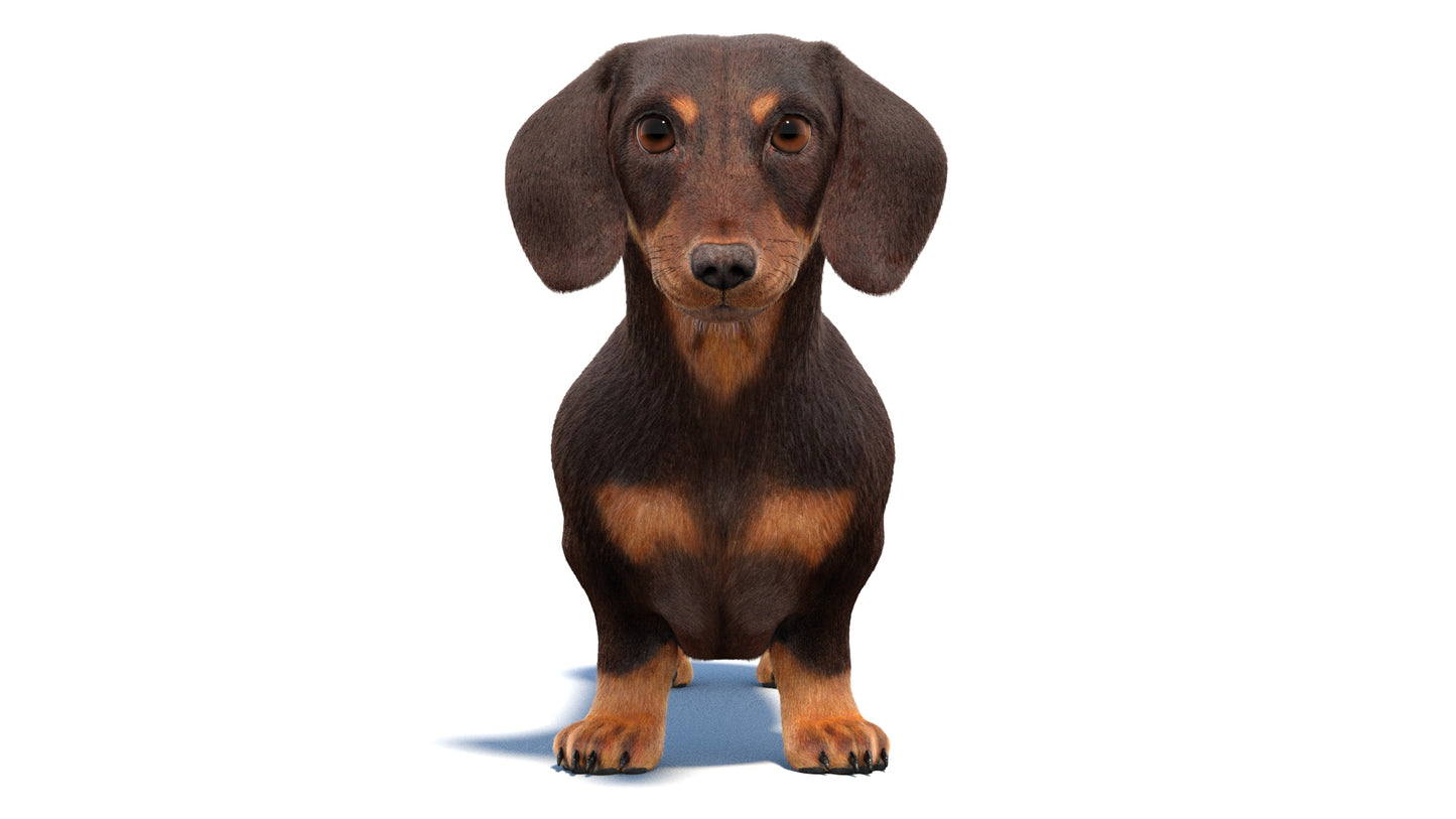 Dachshund Dog 3D Model with Fur