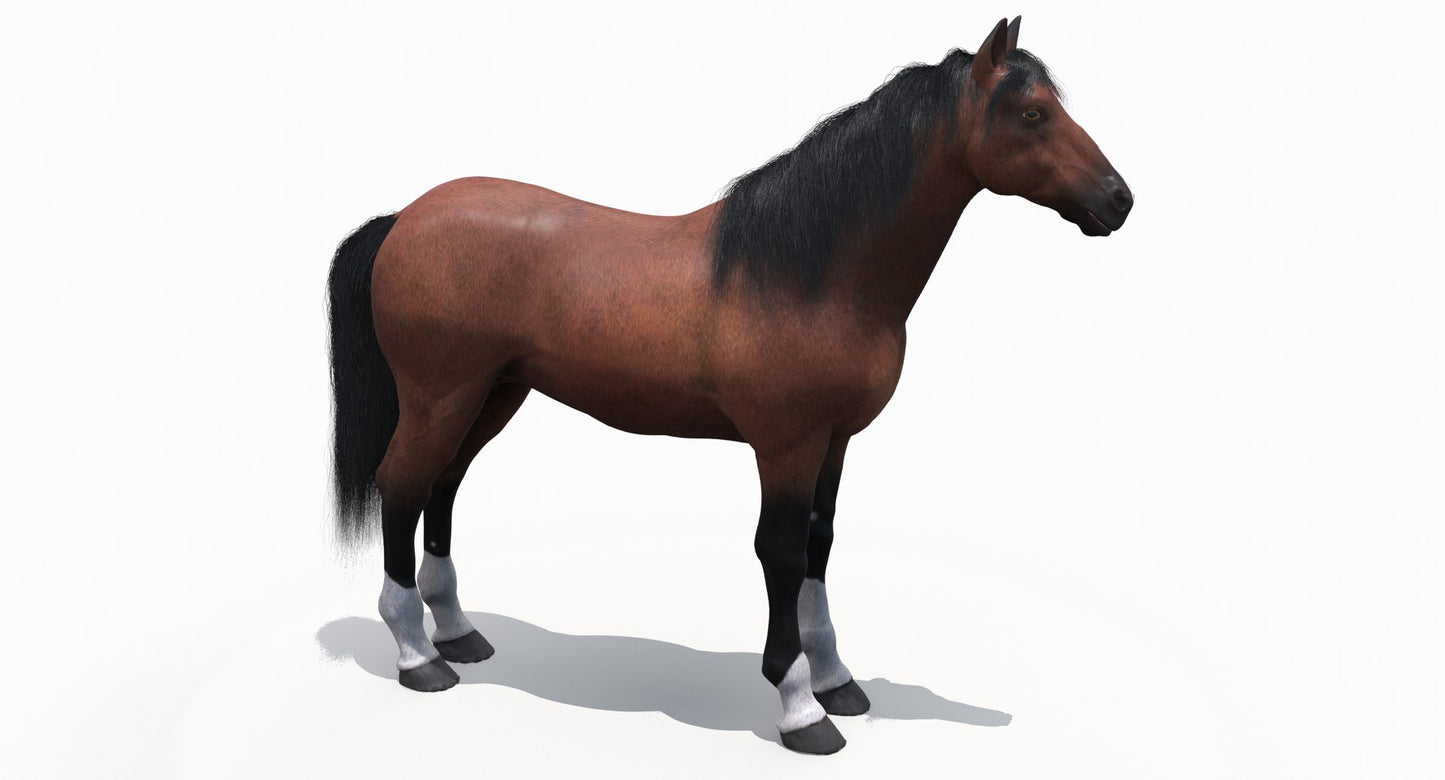 Brown Horse 3D Model Fur