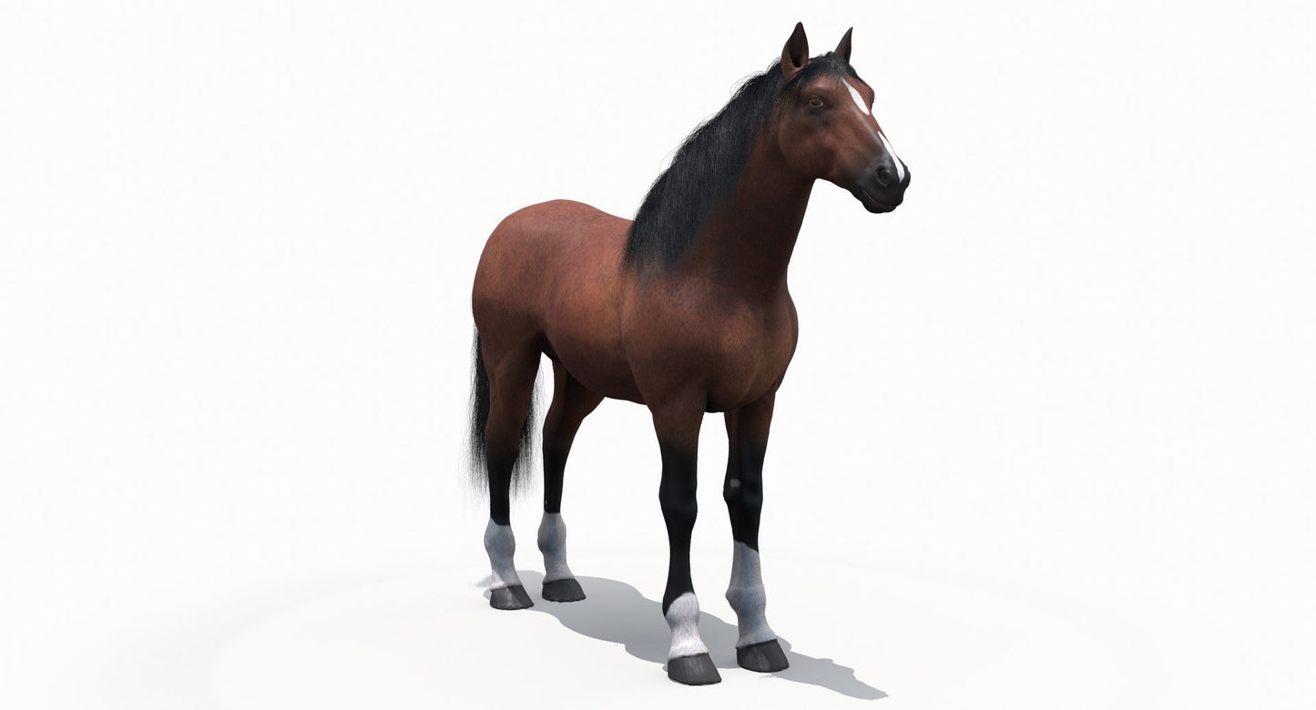 Brown Horse 3D Model Fur