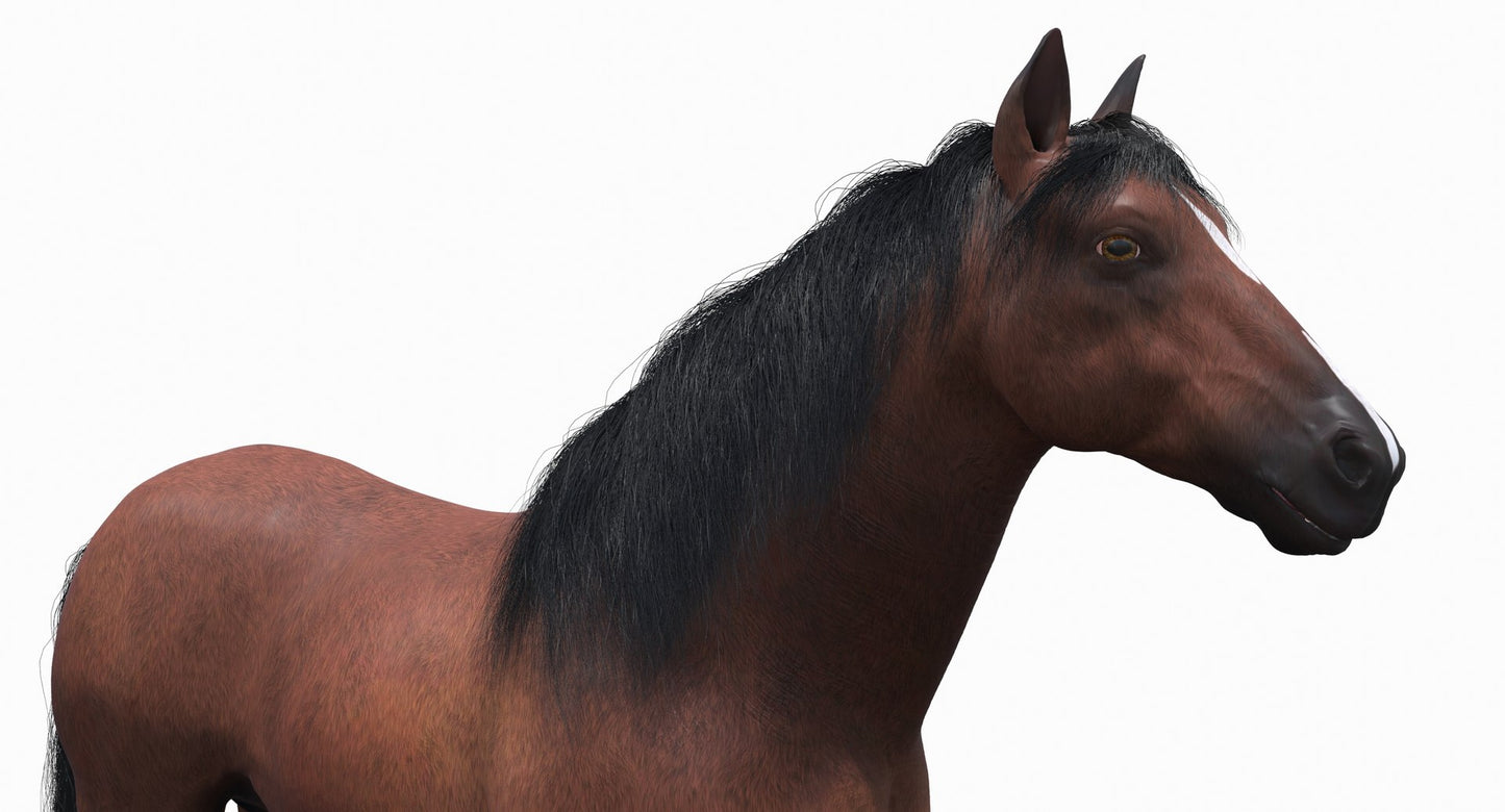 Brown Horse 3D Model Fur