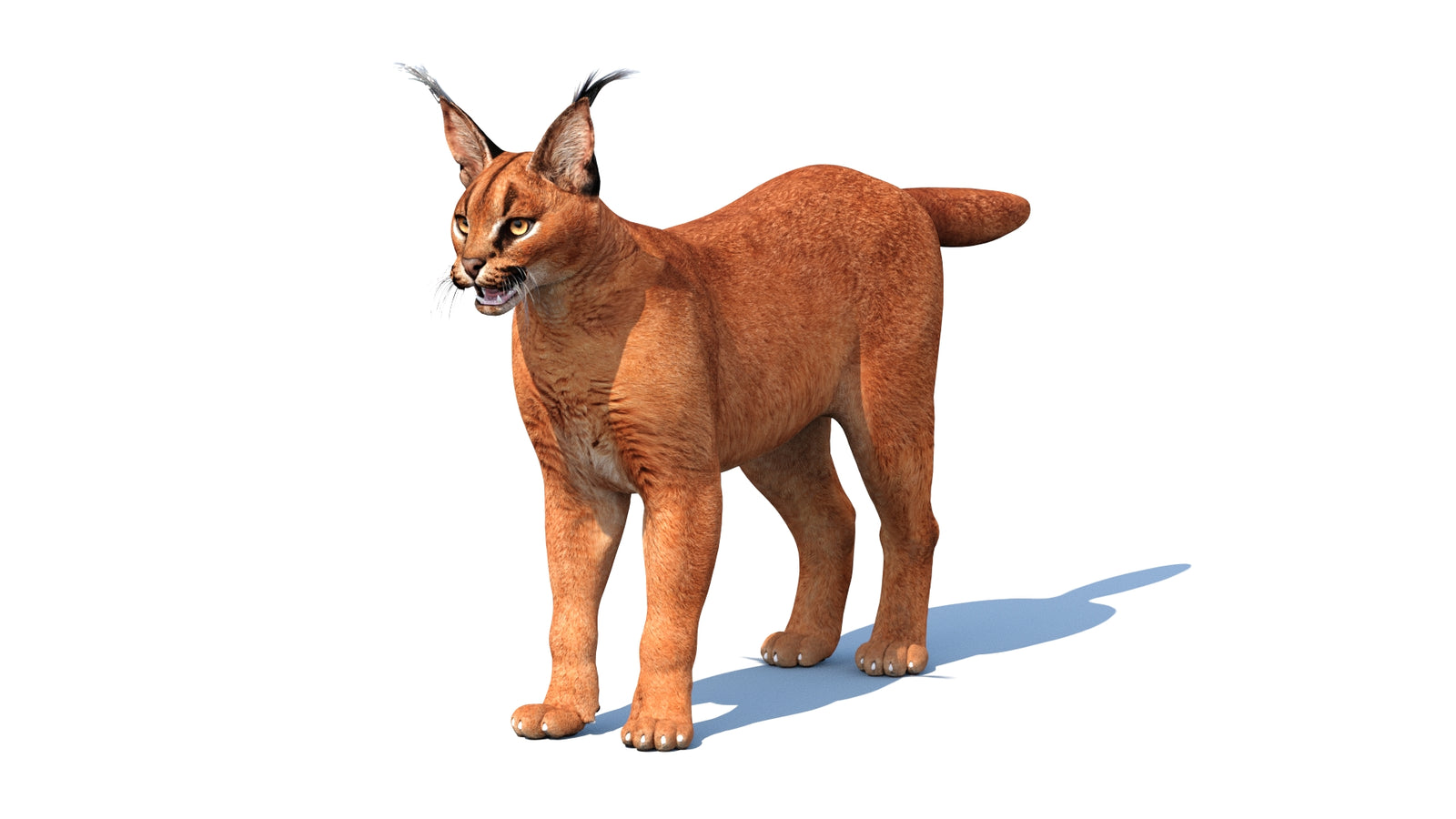 Caracal 3D Model 360° view 1 frame 3
