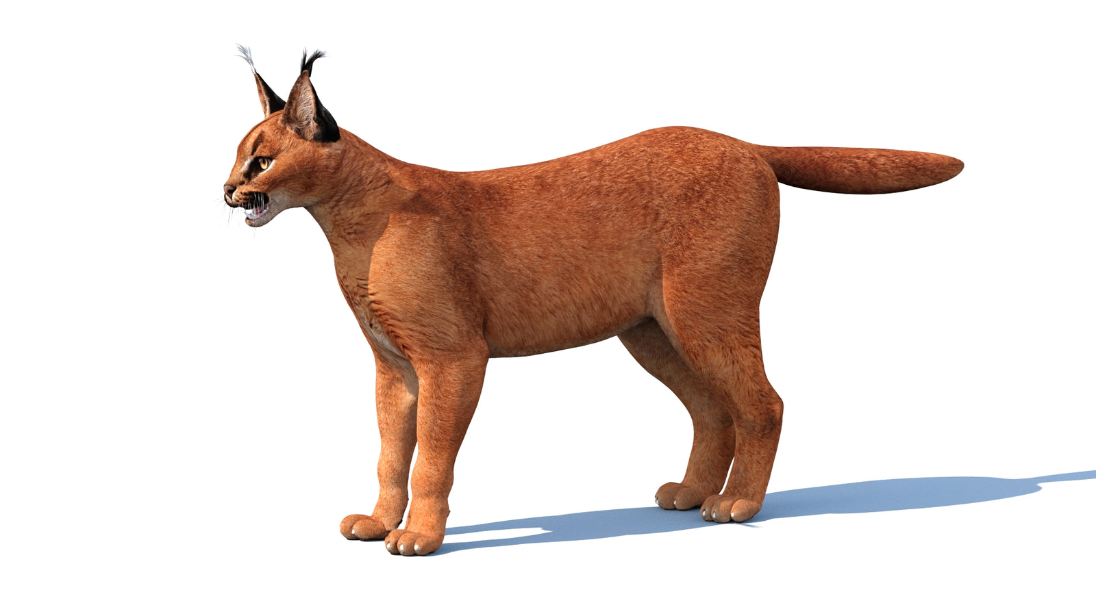 Caracal 3D Model 360° view 1 frame 6