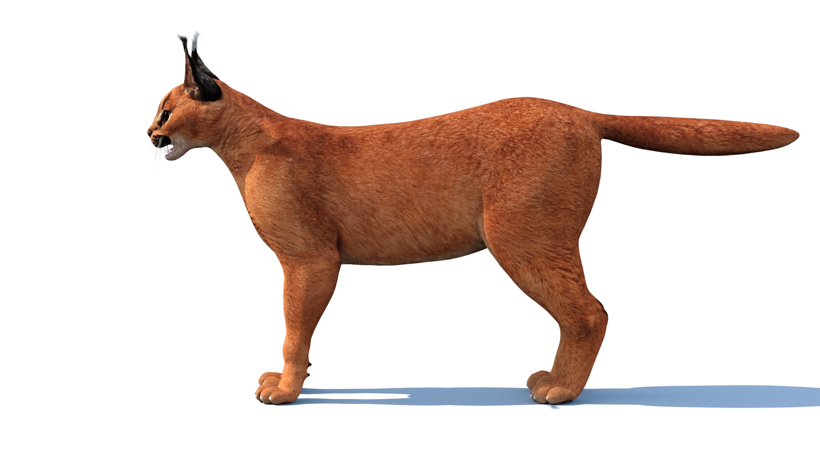 Caracal 3D Model 360° view 1 frame 9
