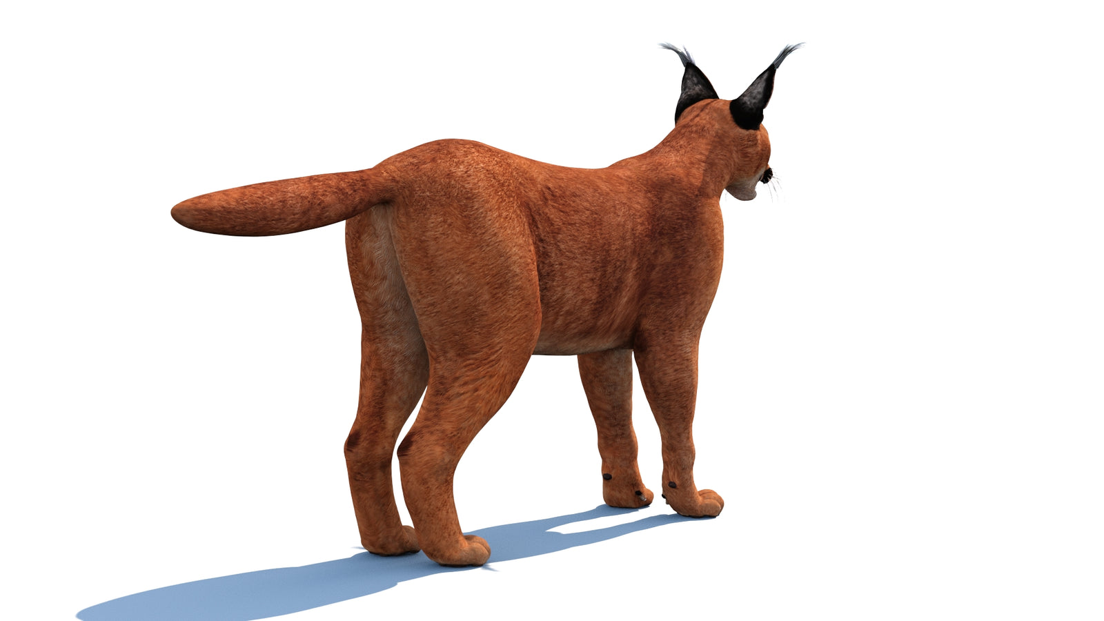 Caracal 3D Model 360° view 1 frame 21