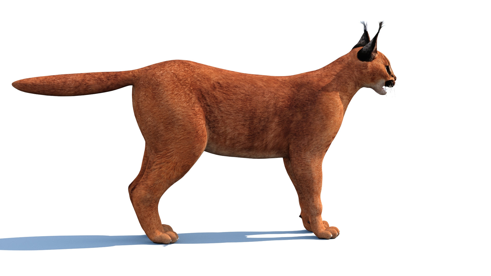 Caracal 3D Model 360° view 1 frame 25