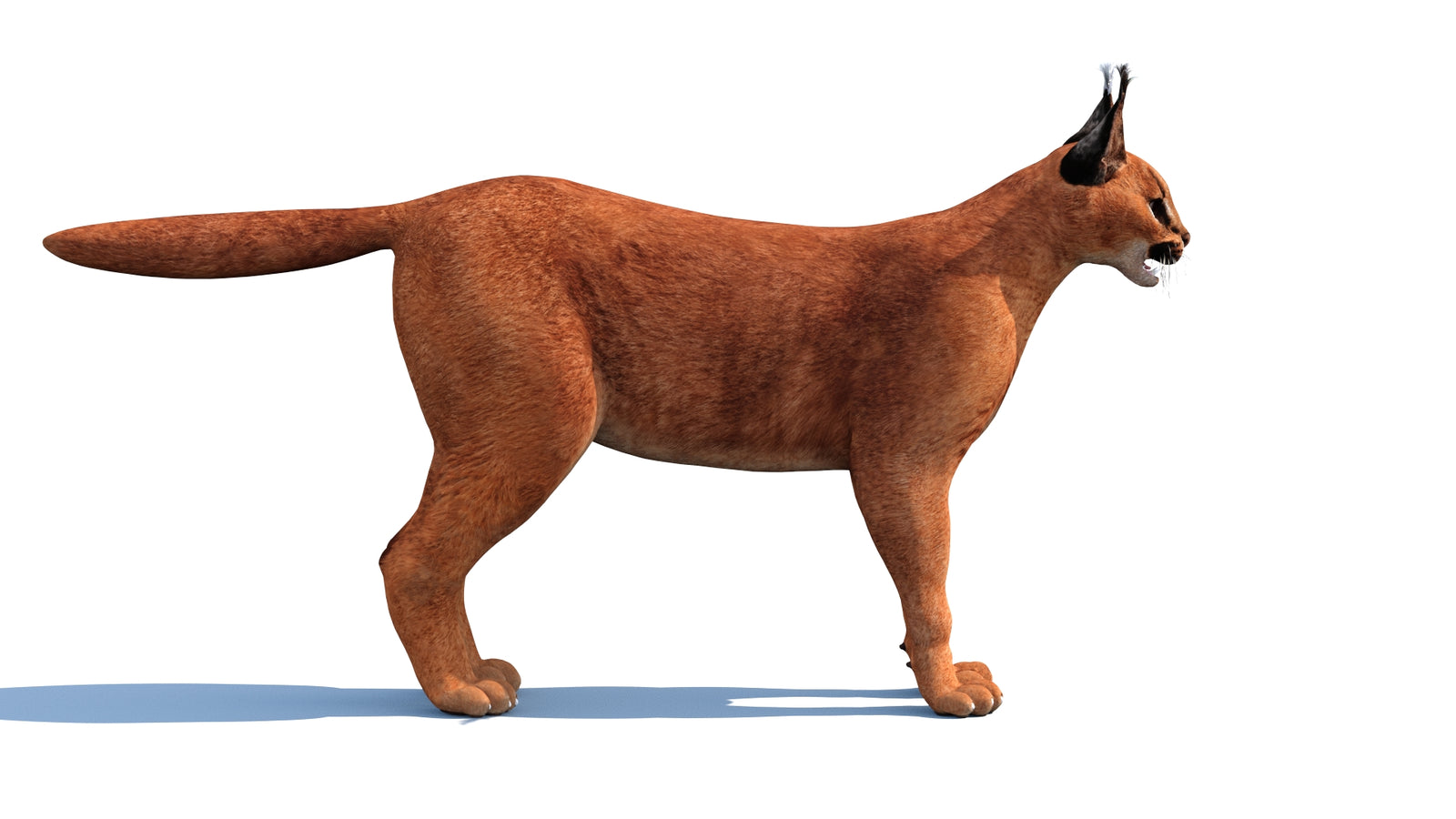 Caracal 3D Model 360° view 1 frame 26