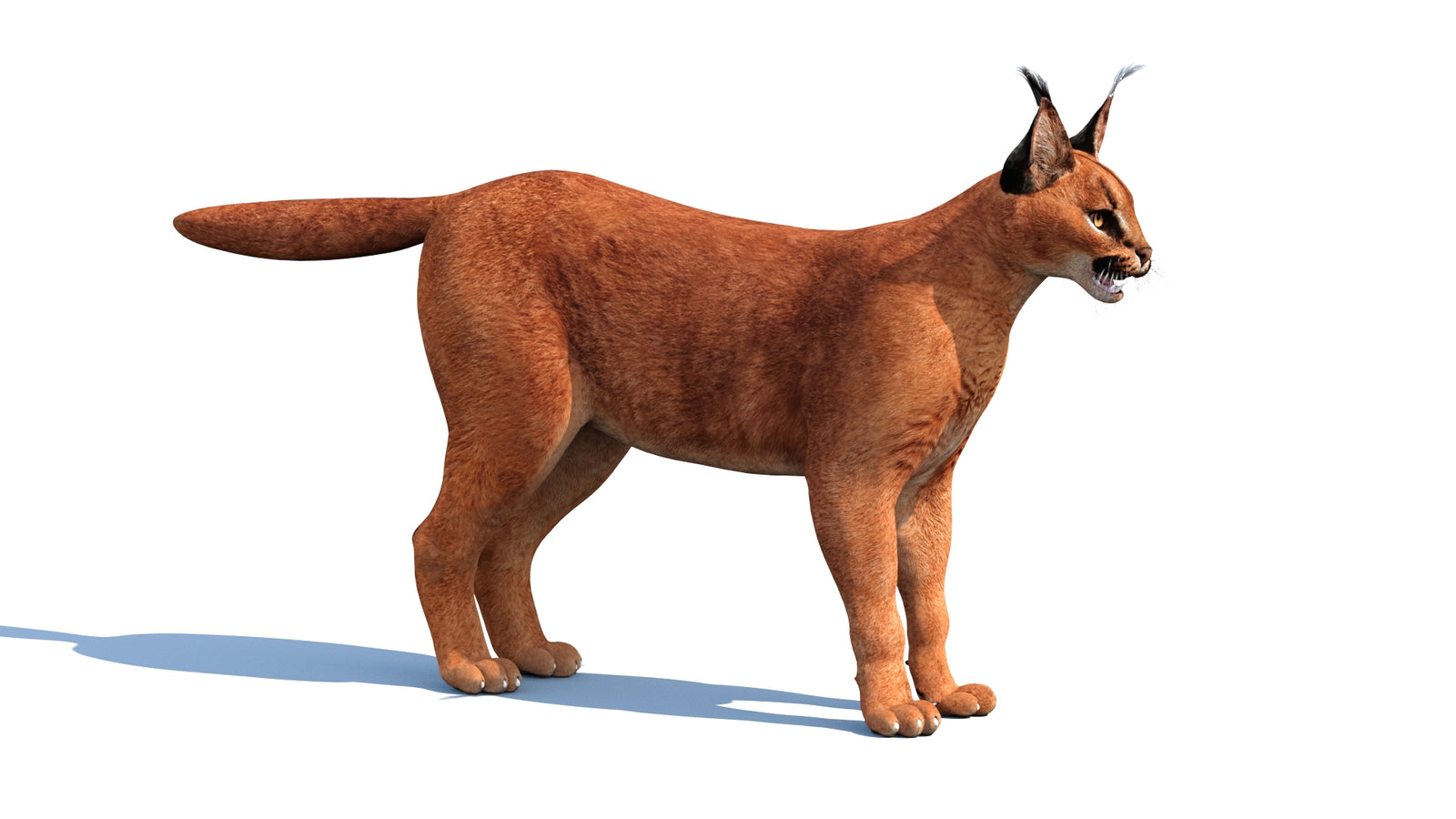 Caracal 3D Model 360° view 1 frame 29