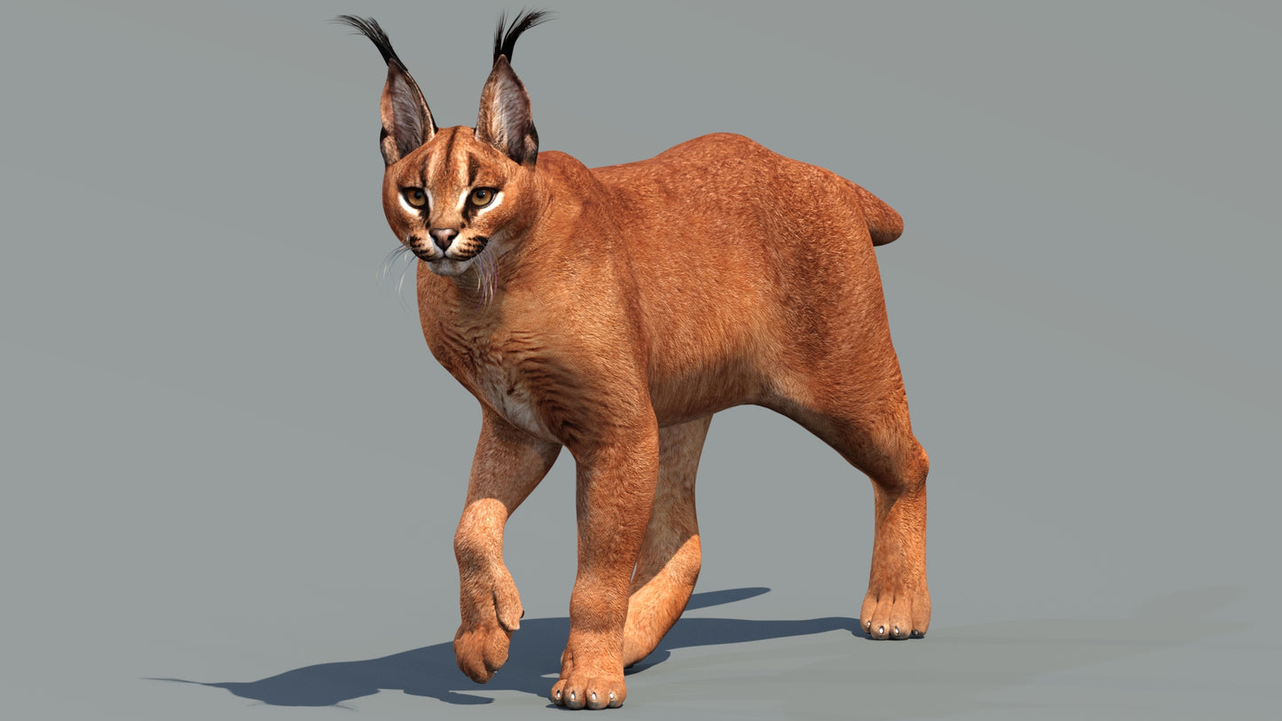 Animated Caracal 3D Model