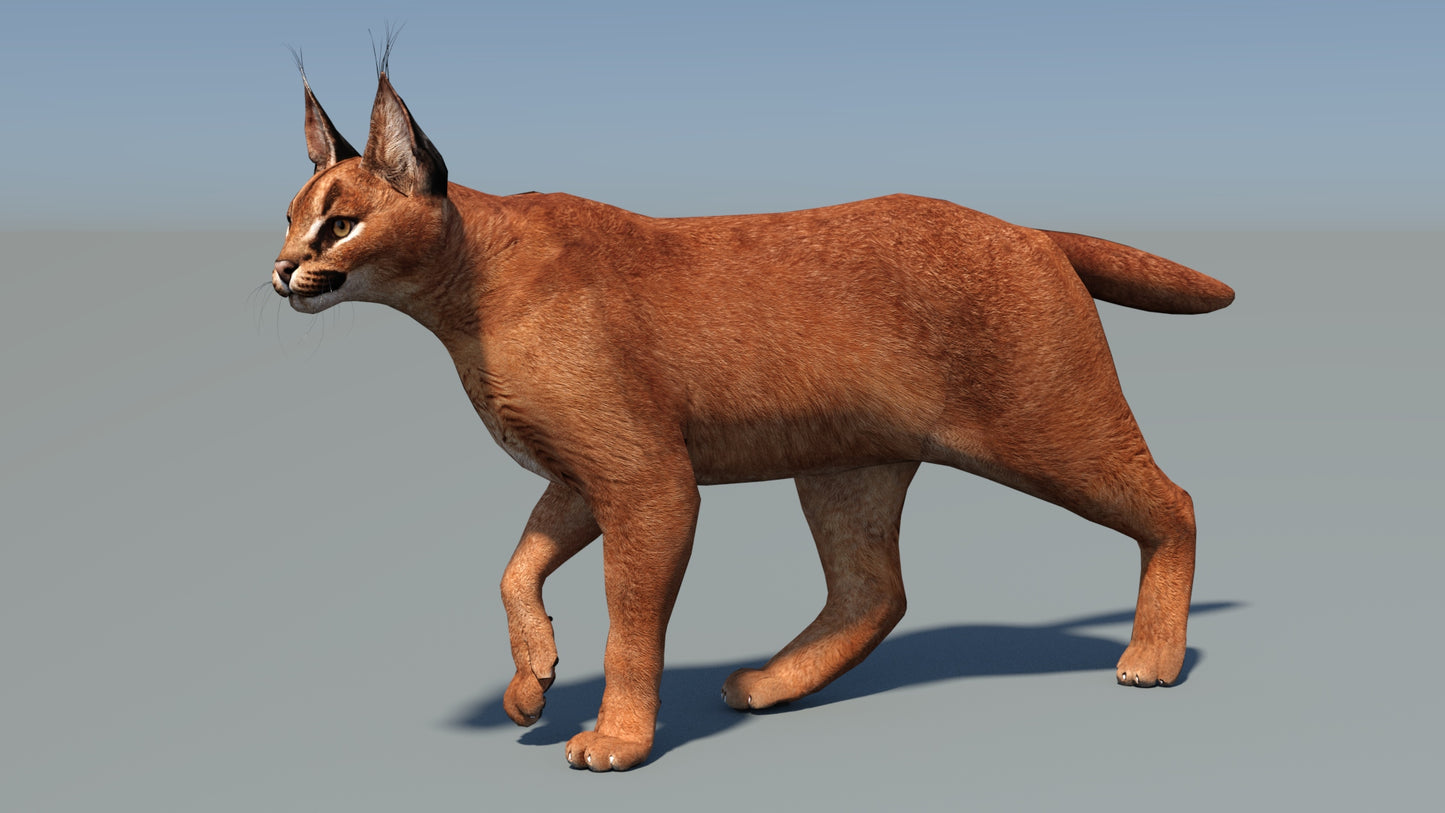 Animated Caracal 3D Model Low Poly for Download