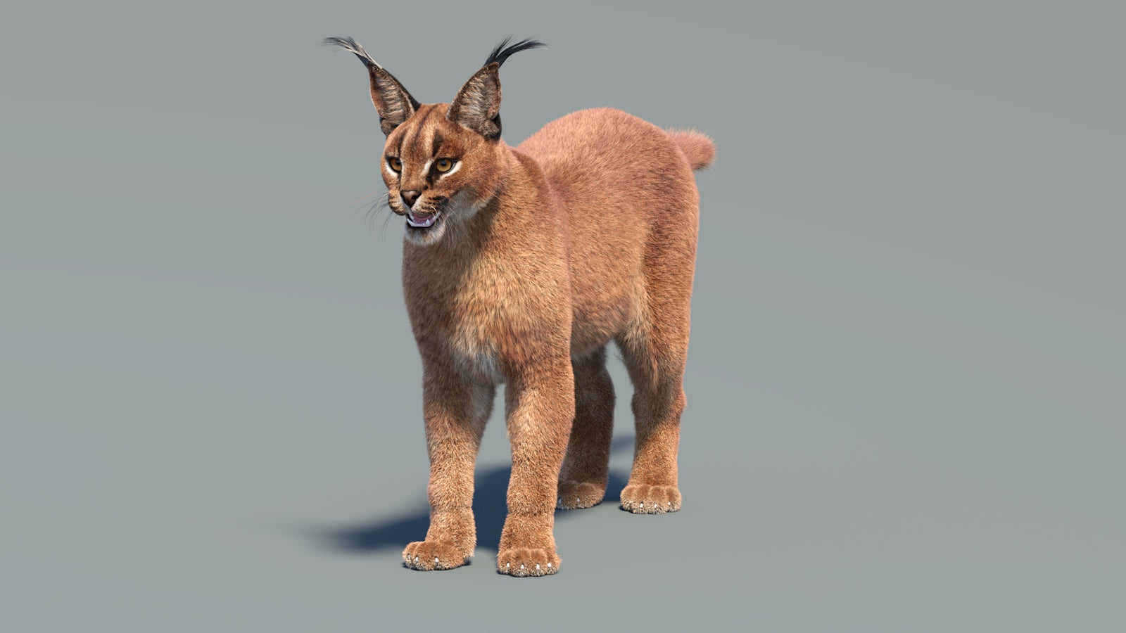Animated Caracal 3D Model Fur 360° view 2 frame 2