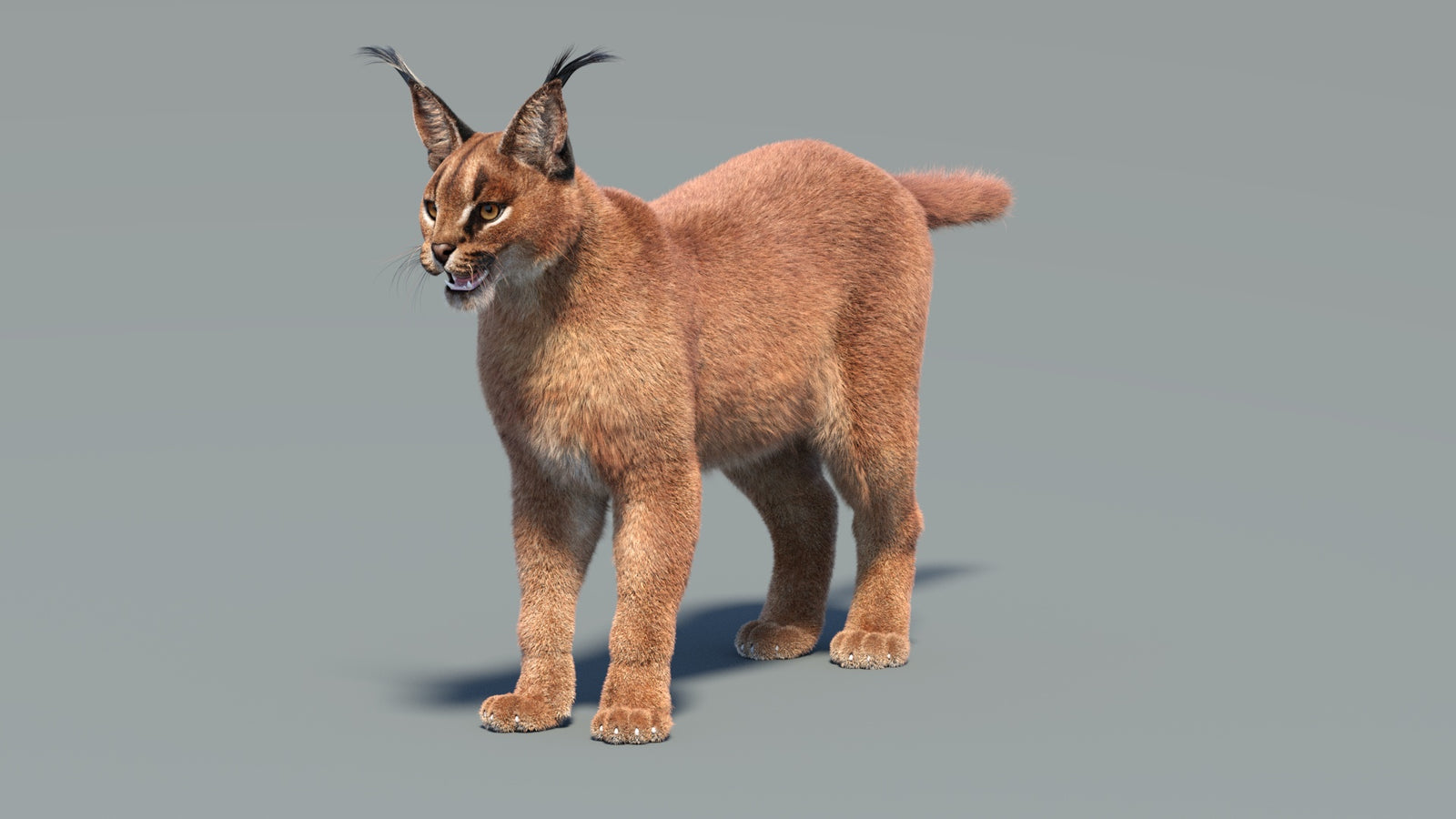 Animated Caracal 3D Model Fur 360° view 2 frame 3