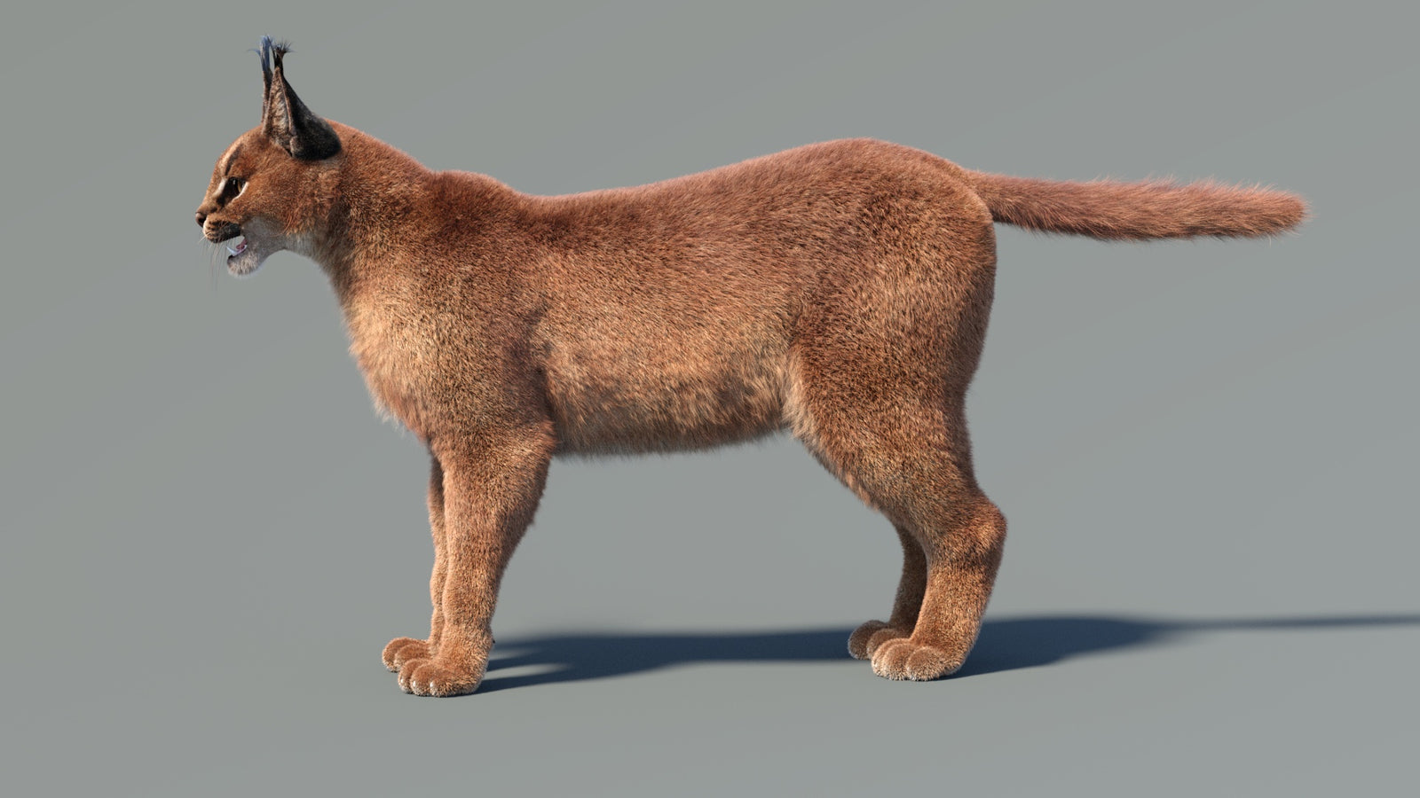 Animated Caracal 3D Model Fur 360° view 2 frame 8