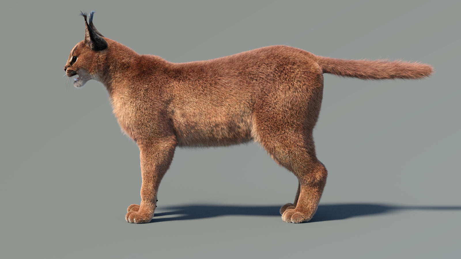 Animated Caracal 3D Model Fur 360° view 2 frame 9