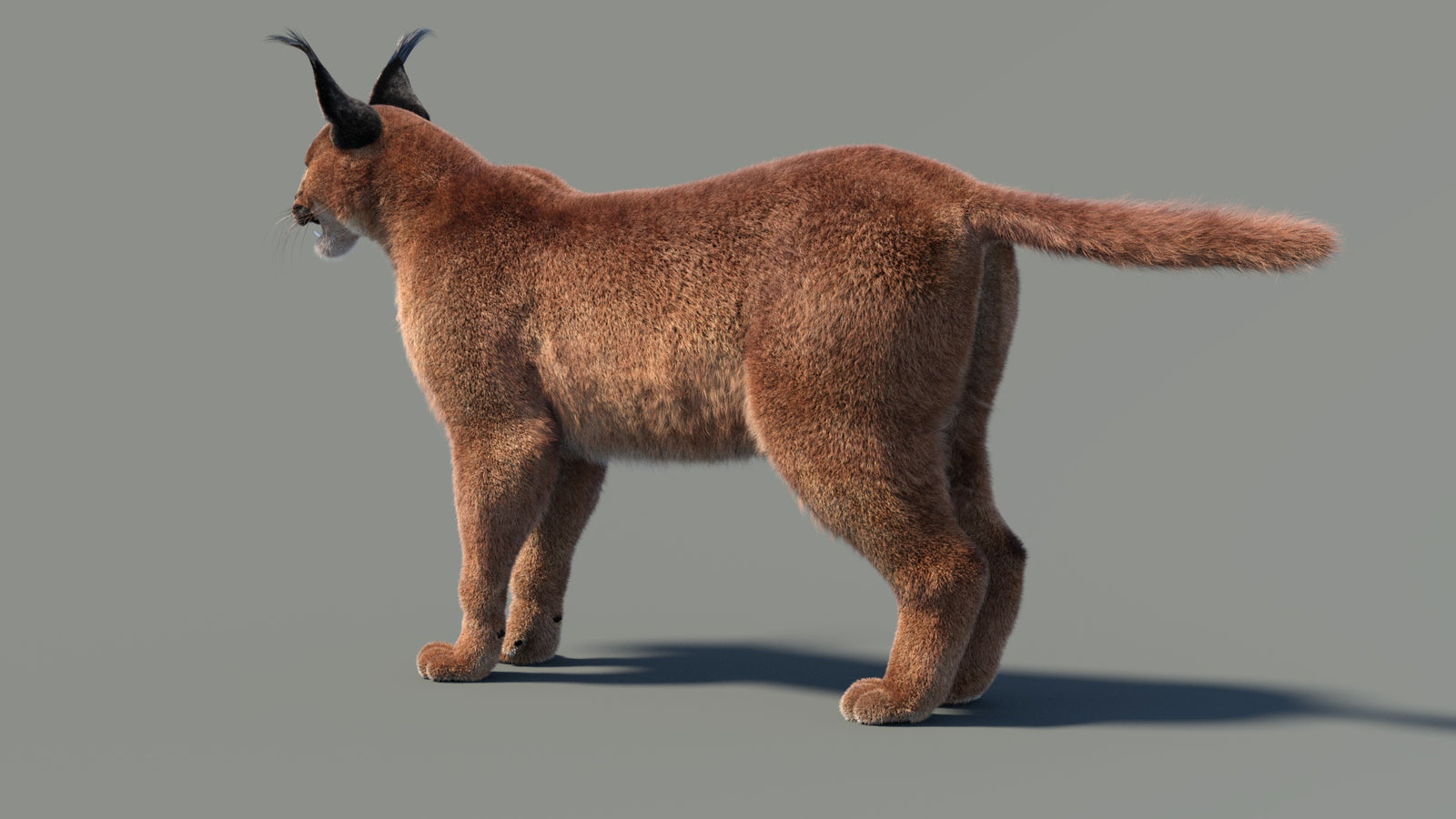 Animated Caracal 3D Model Fur 360° view 2 frame 12