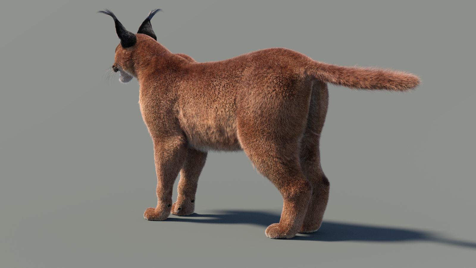 Animated Caracal 3D Model Fur 360° view 2 frame 13