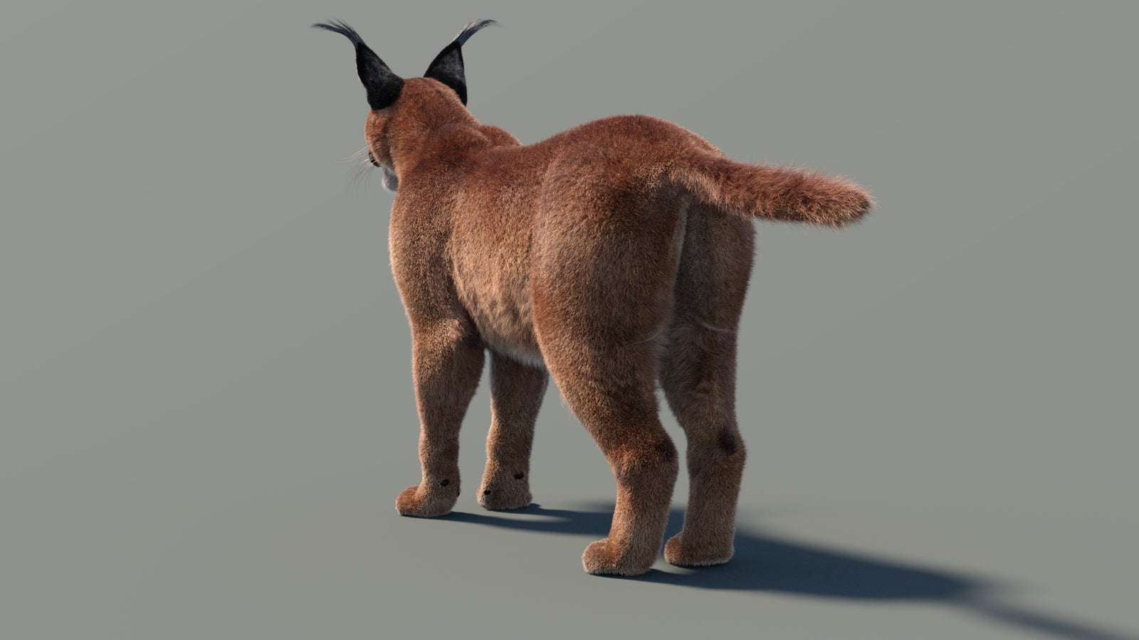 Animated Caracal 3D Model Fur 360° view 2 frame 15