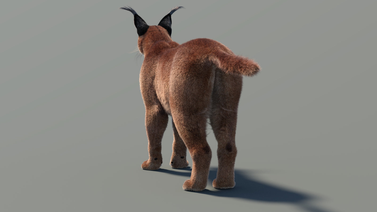 Animated Caracal 3D Model Fur 360° view 2 frame 16