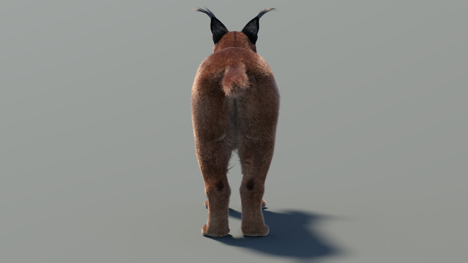 Animated Caracal 3D Model Fur 360° view 2 frame 18