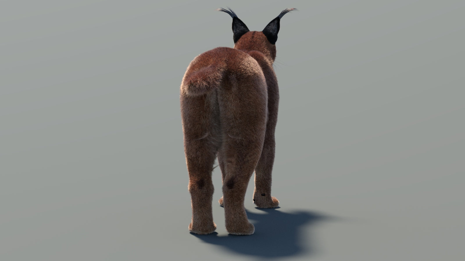 Animated Caracal 3D Model Fur 360° view 2 frame 19