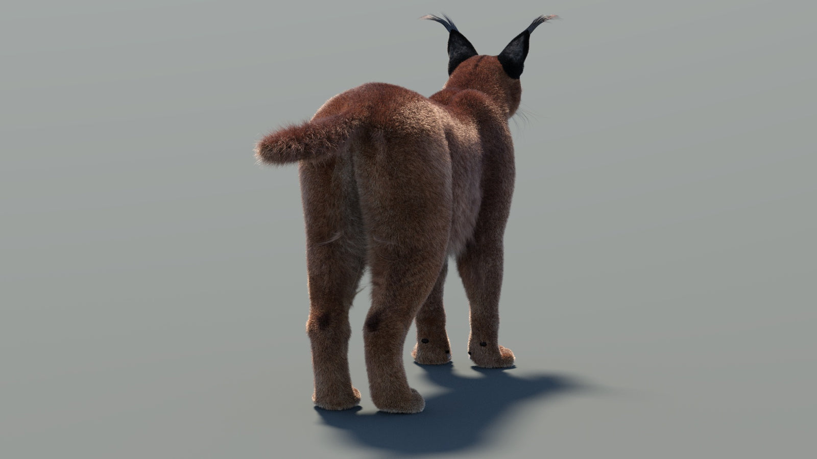 Animated Caracal 3D Model Fur 360° view 2 frame 20
