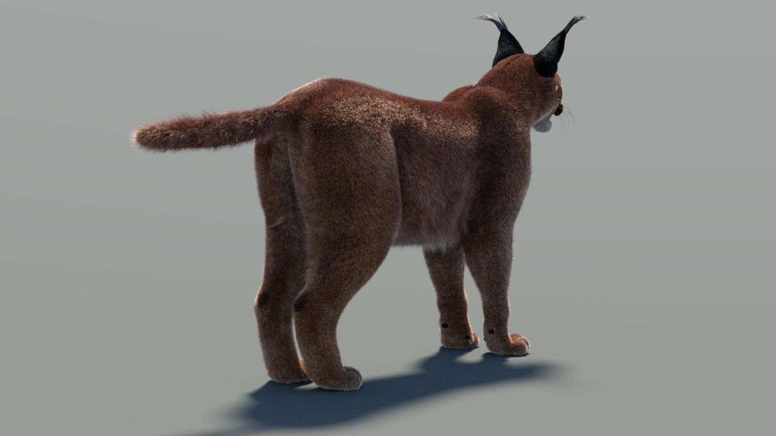 Animated Caracal 3D Model Fur 360° view 2 frame 22