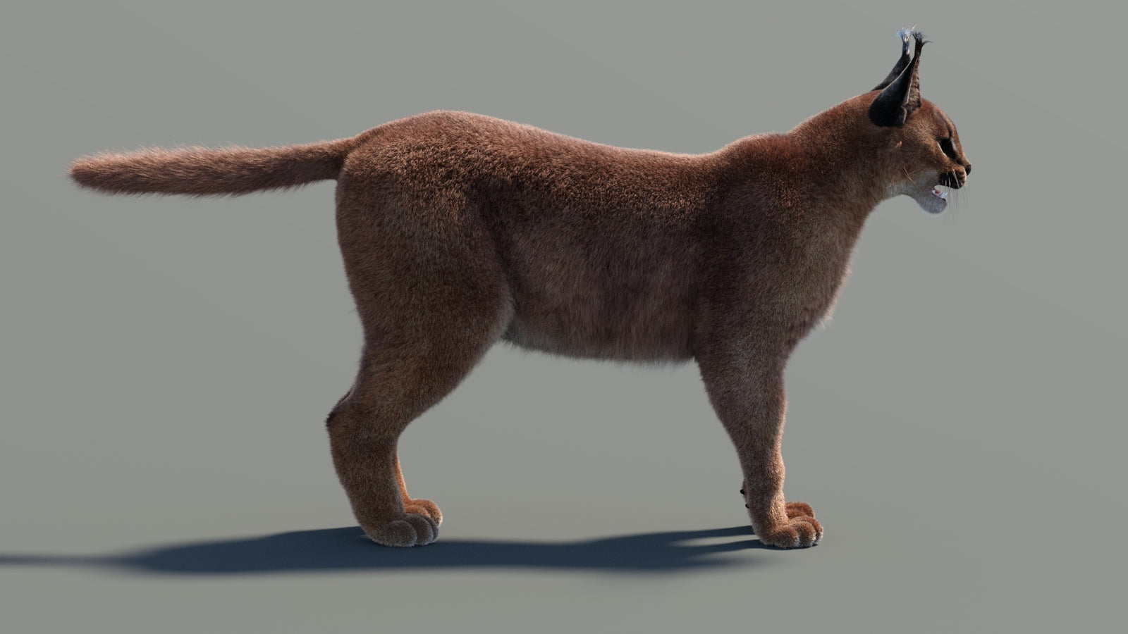 Animated Caracal 3D Model Fur 360° view 2 frame 27