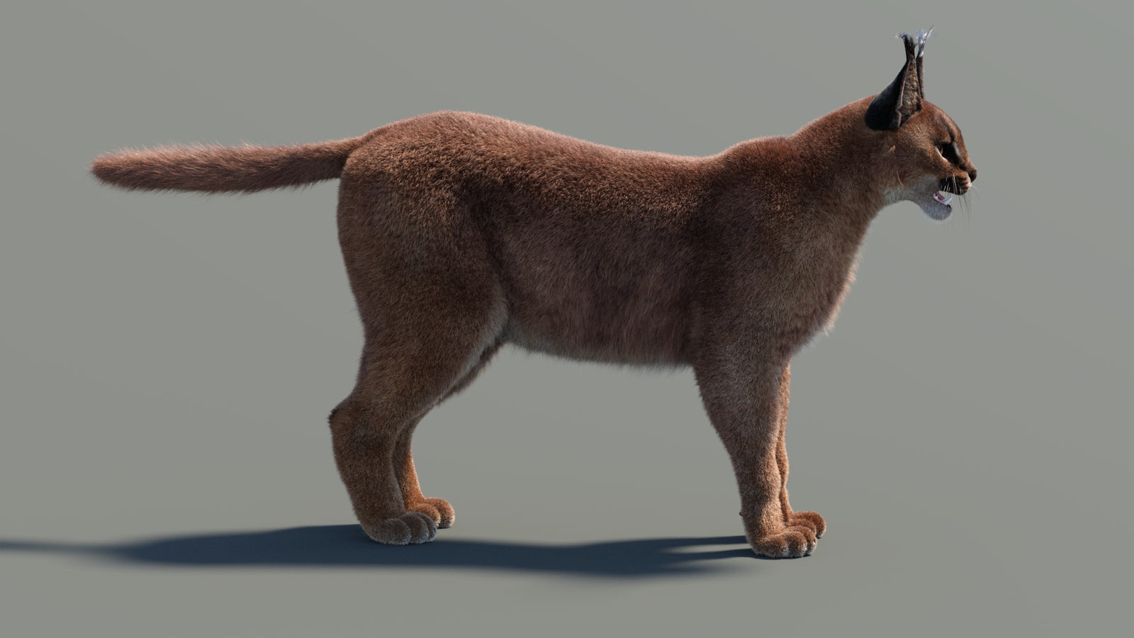Animated Caracal 3D Model Fur 360° view 2 frame 28