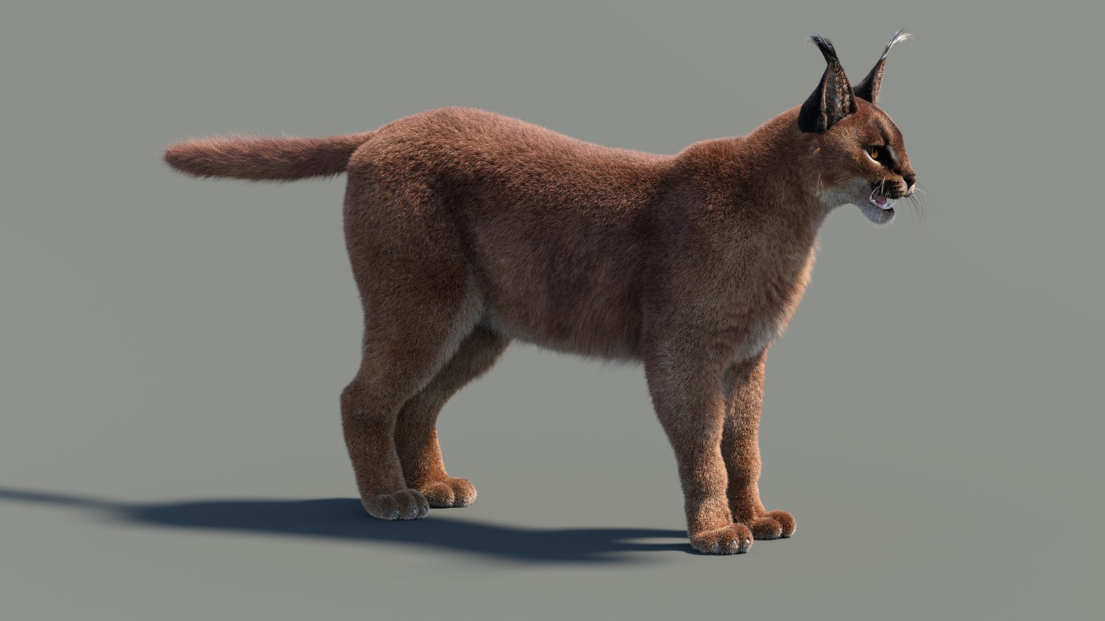 Animated Caracal 3D Model Fur 360° view 2 frame 30