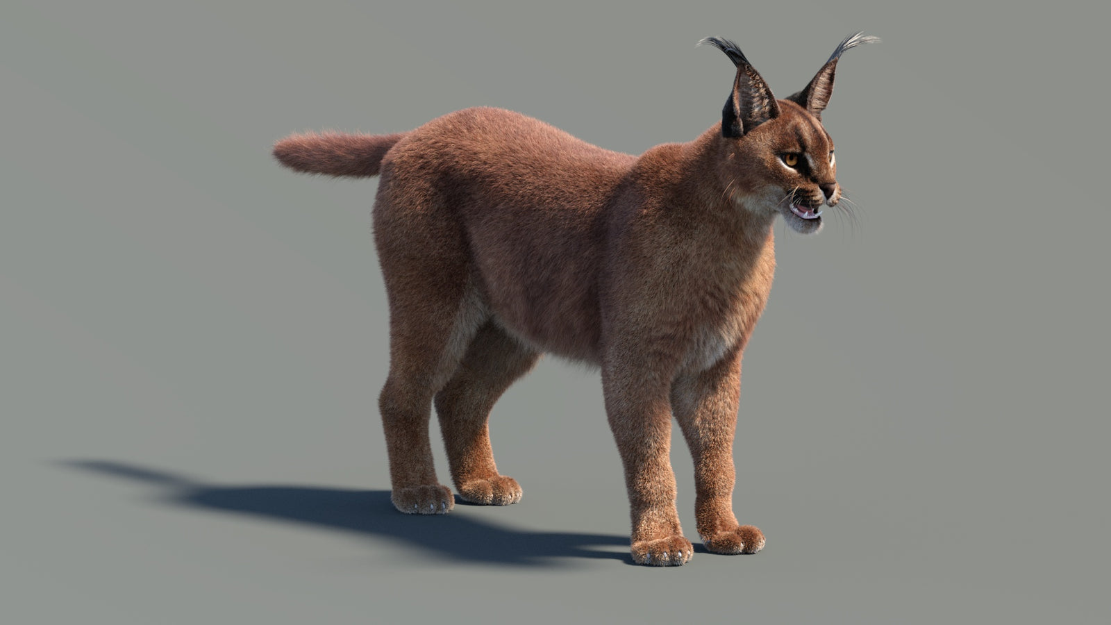Animated Caracal 3D Model Fur 360° view 2 frame 32