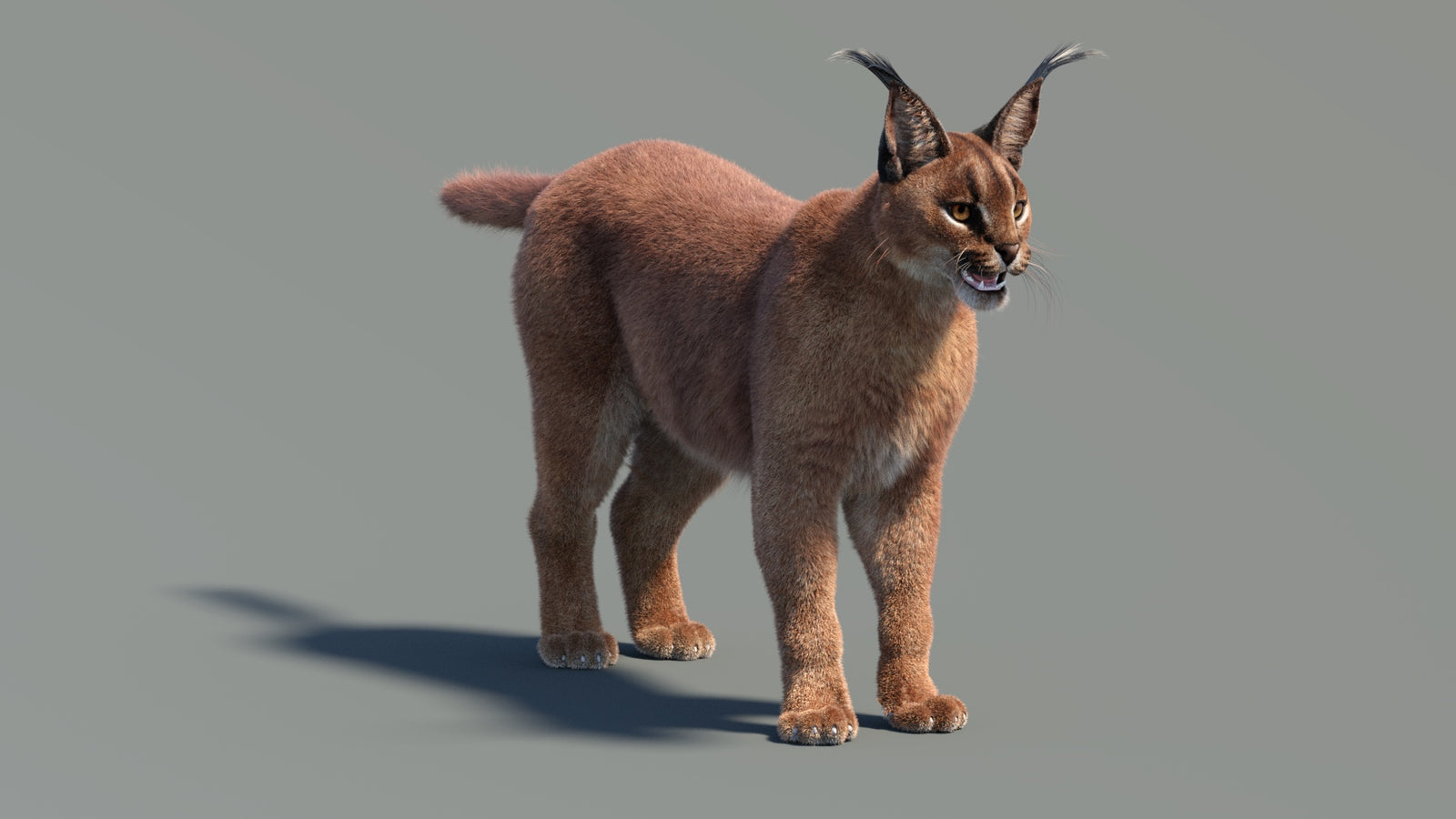 Animated Caracal 3D Model Fur 360° view 2 frame 33