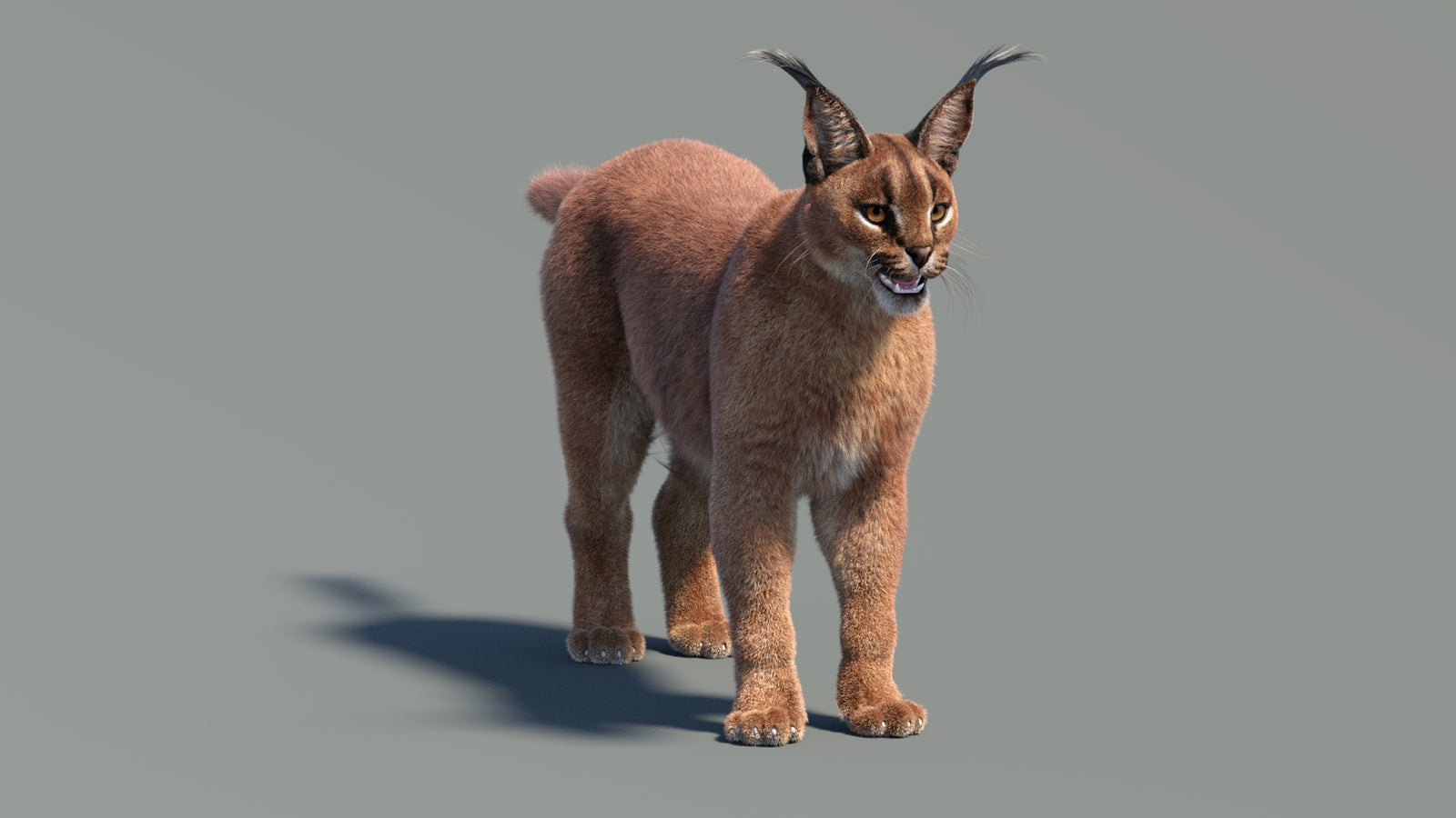 Animated Caracal 3D Model Fur 360° view 2 frame 34